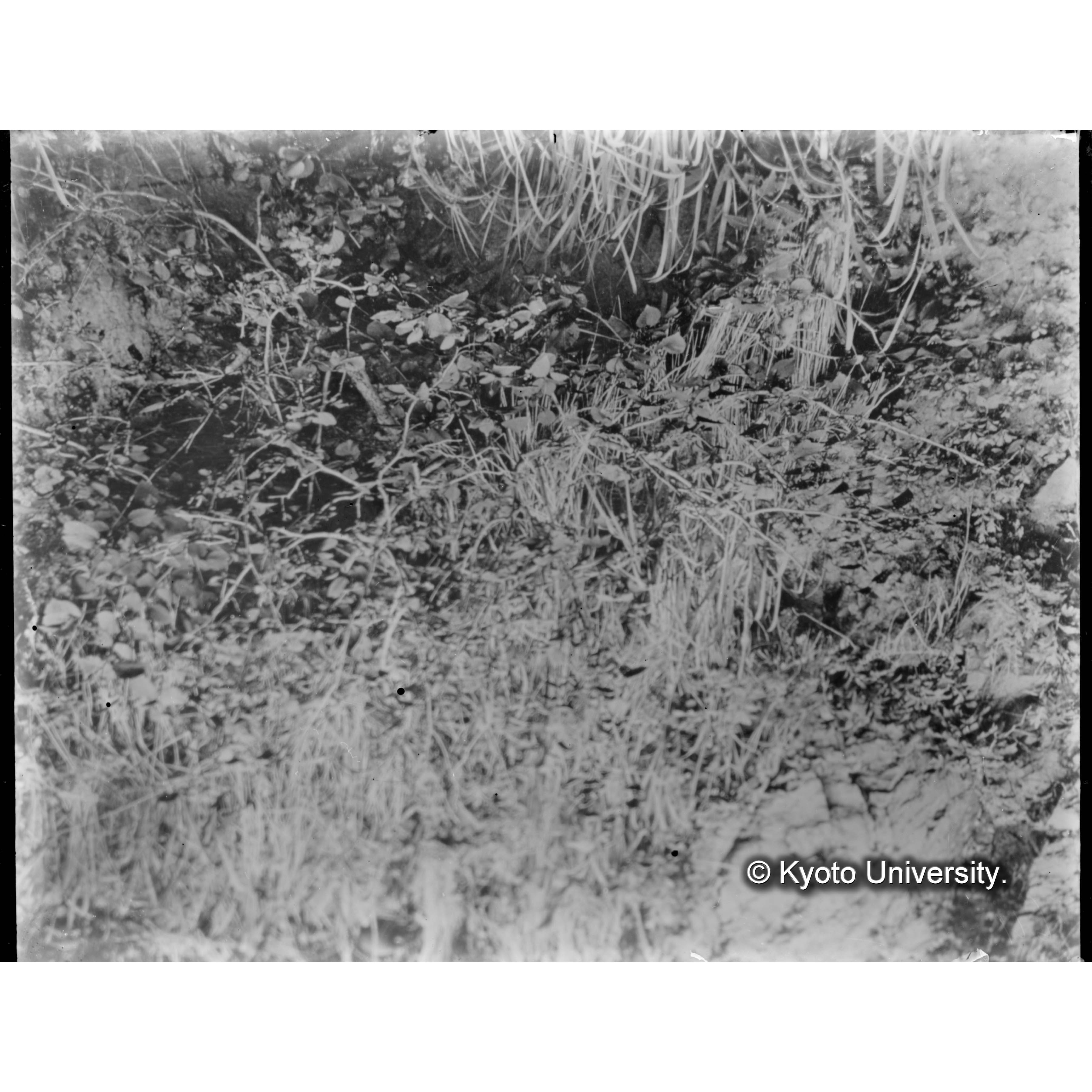 （ガラス乾板C-02） (1)