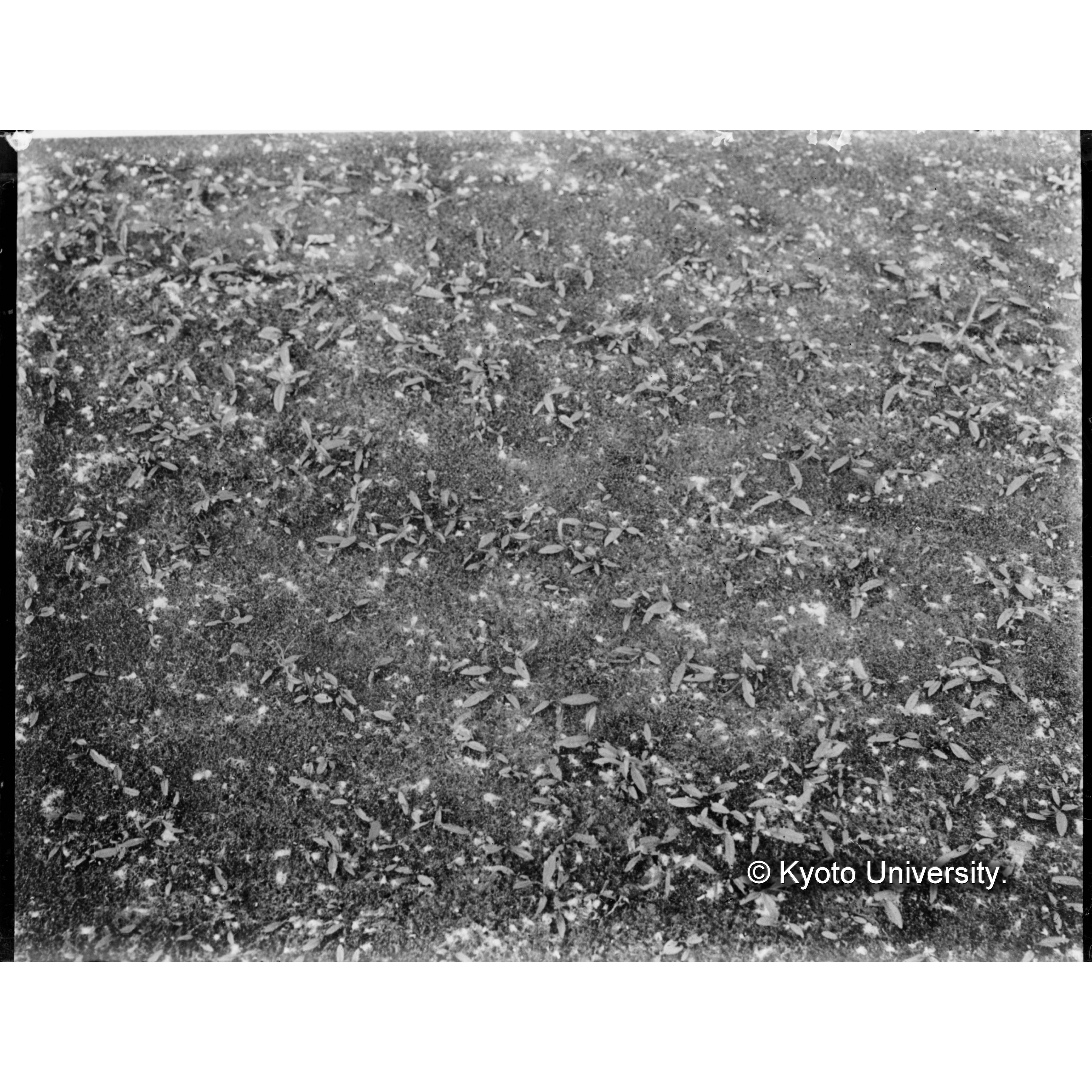 本流河畔の沖積土上に発芽したキヌヤナギ (1)