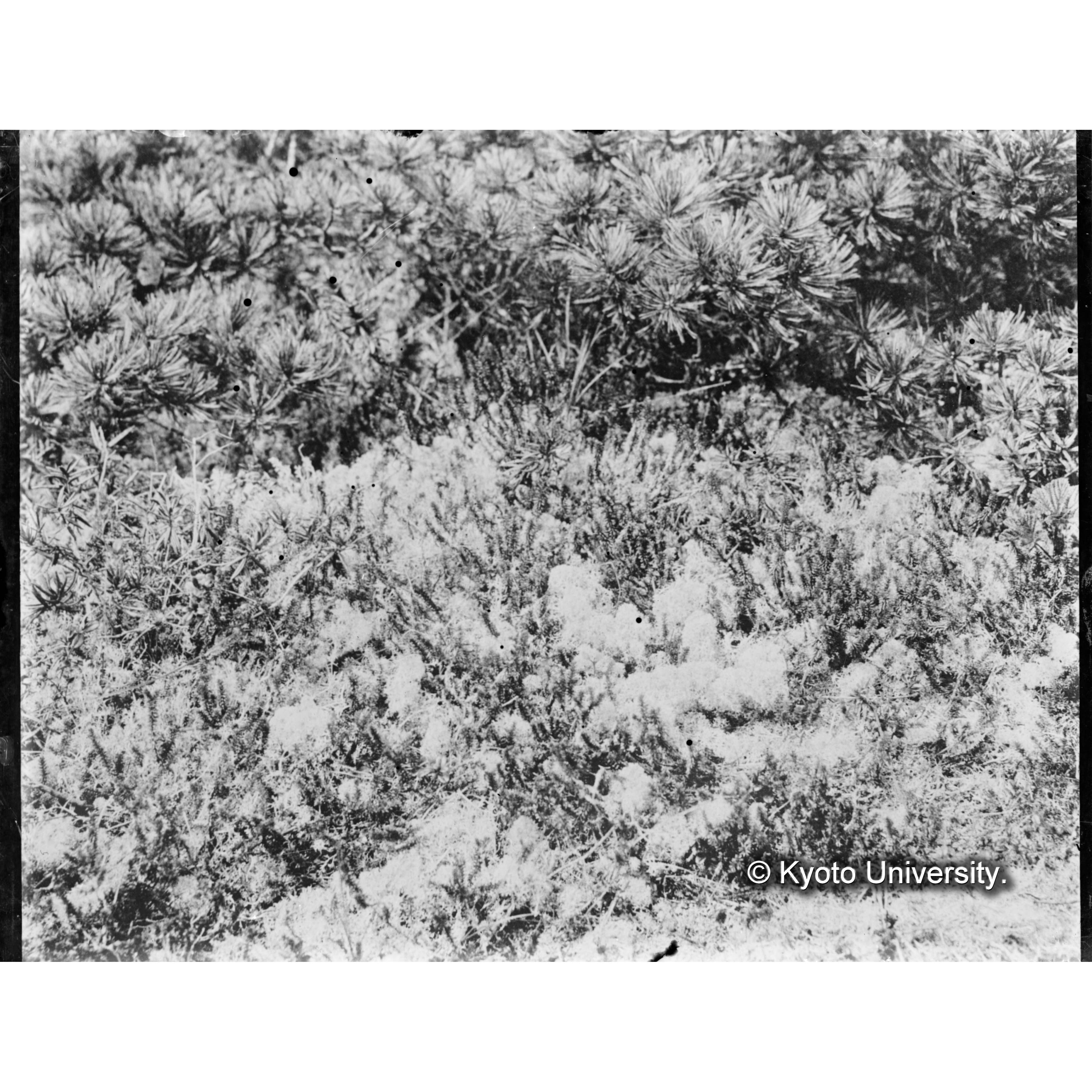 ハイマツ、ミヤマハナゴケ、ガンコウランの群落 (1)