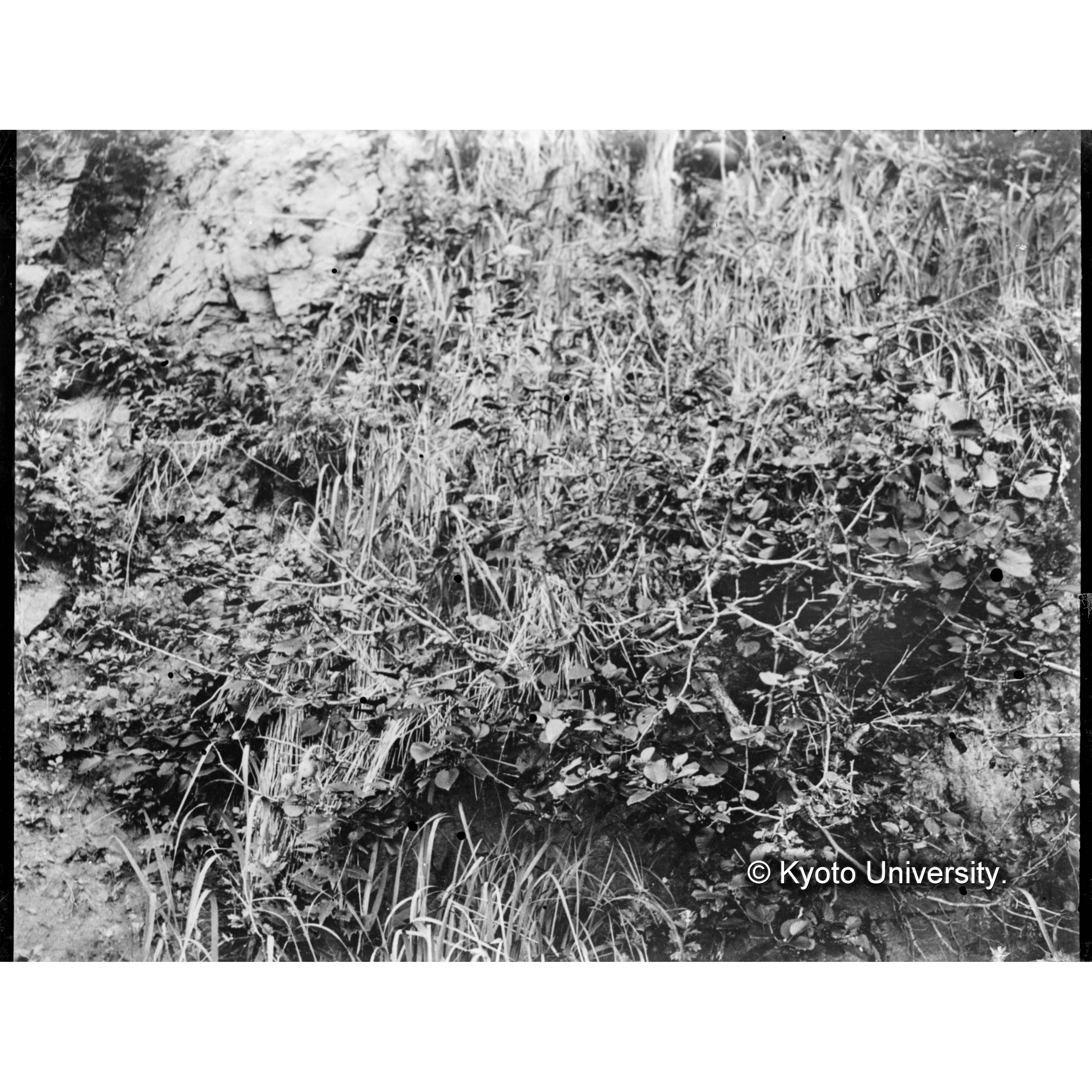 海岸崖地に生育せるミヤマハンノキ (1)