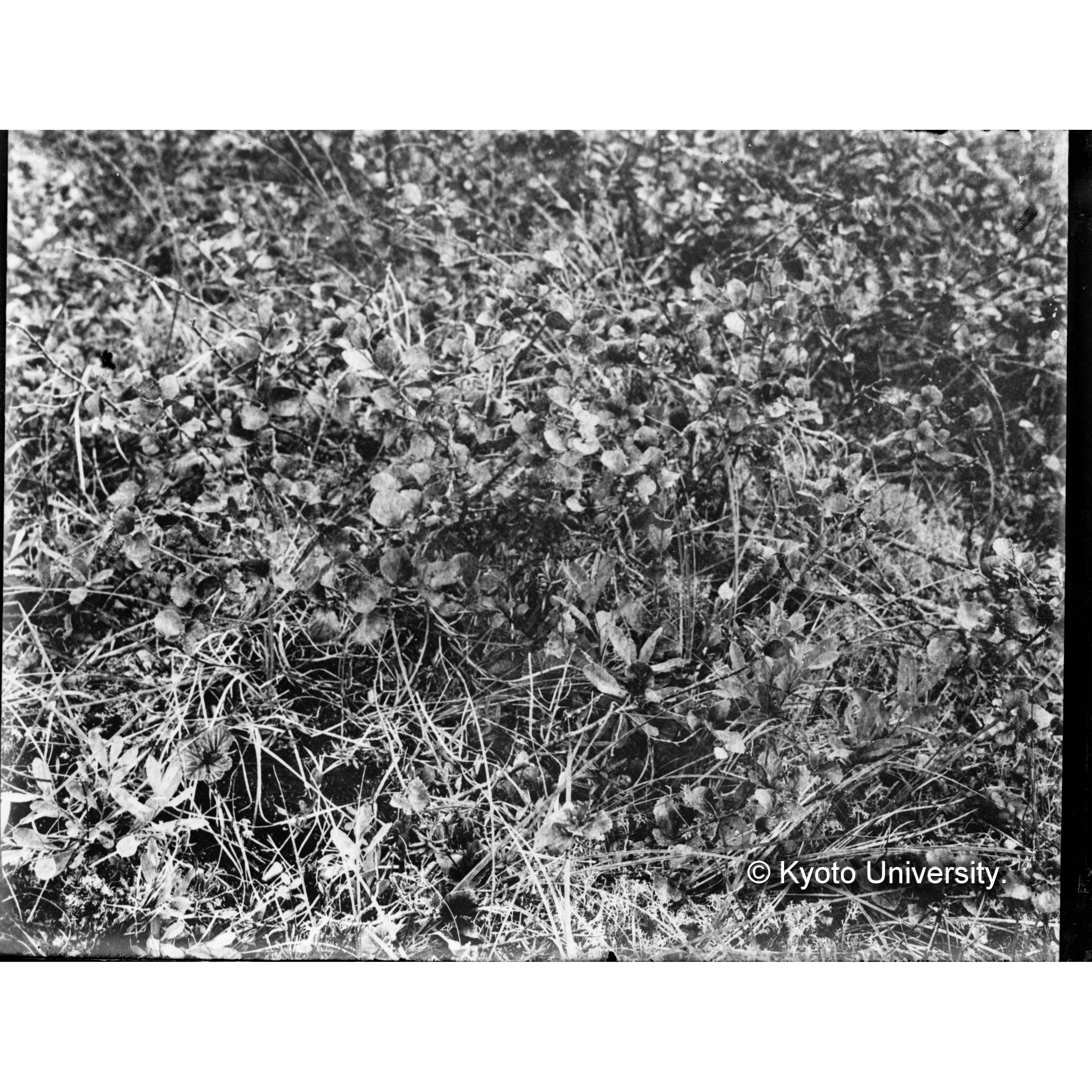 ツンドラ上のヒメカンバの群落 (1)