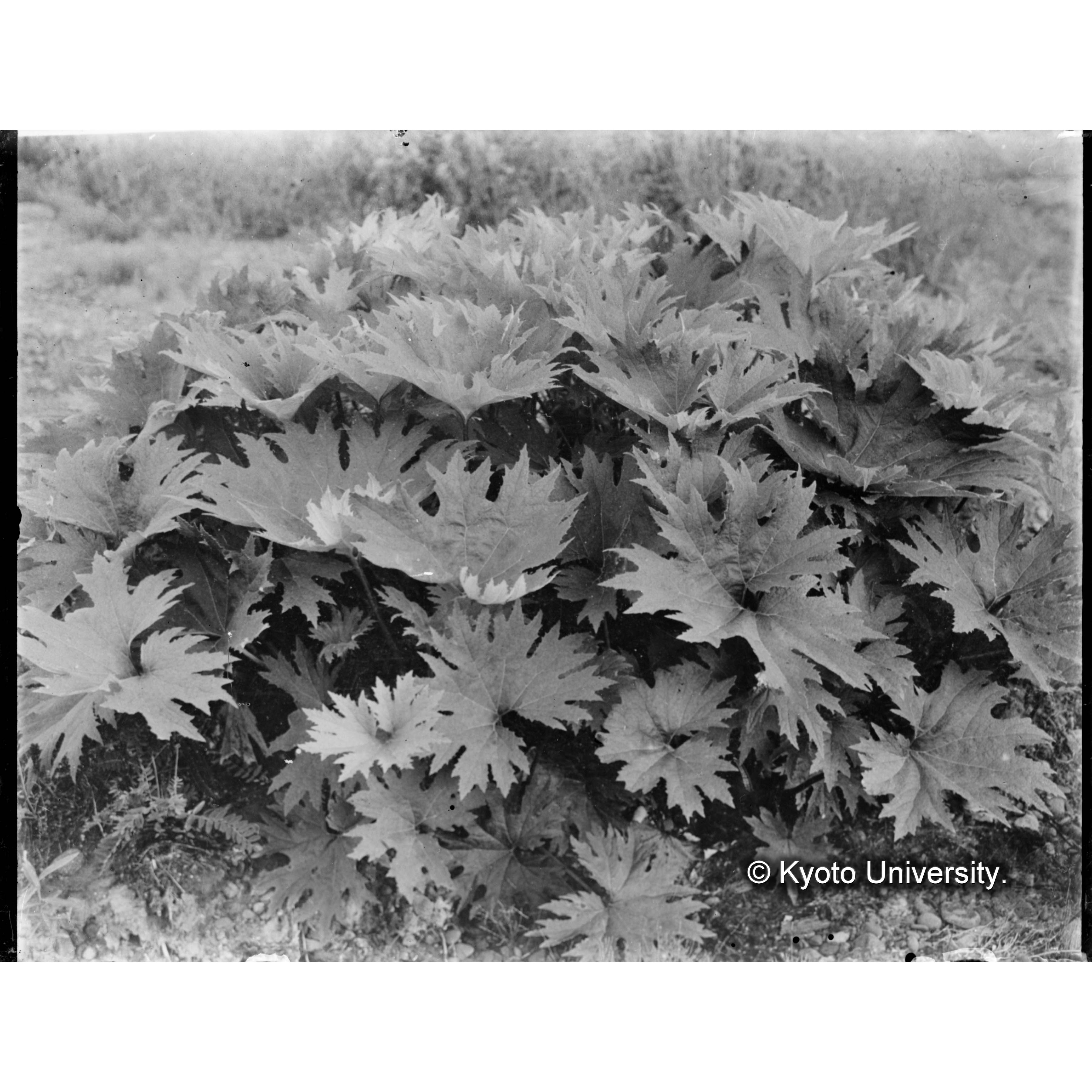 楠山古丹岸川磧に生育せるポロナイブキ（樺太演習林） (1)