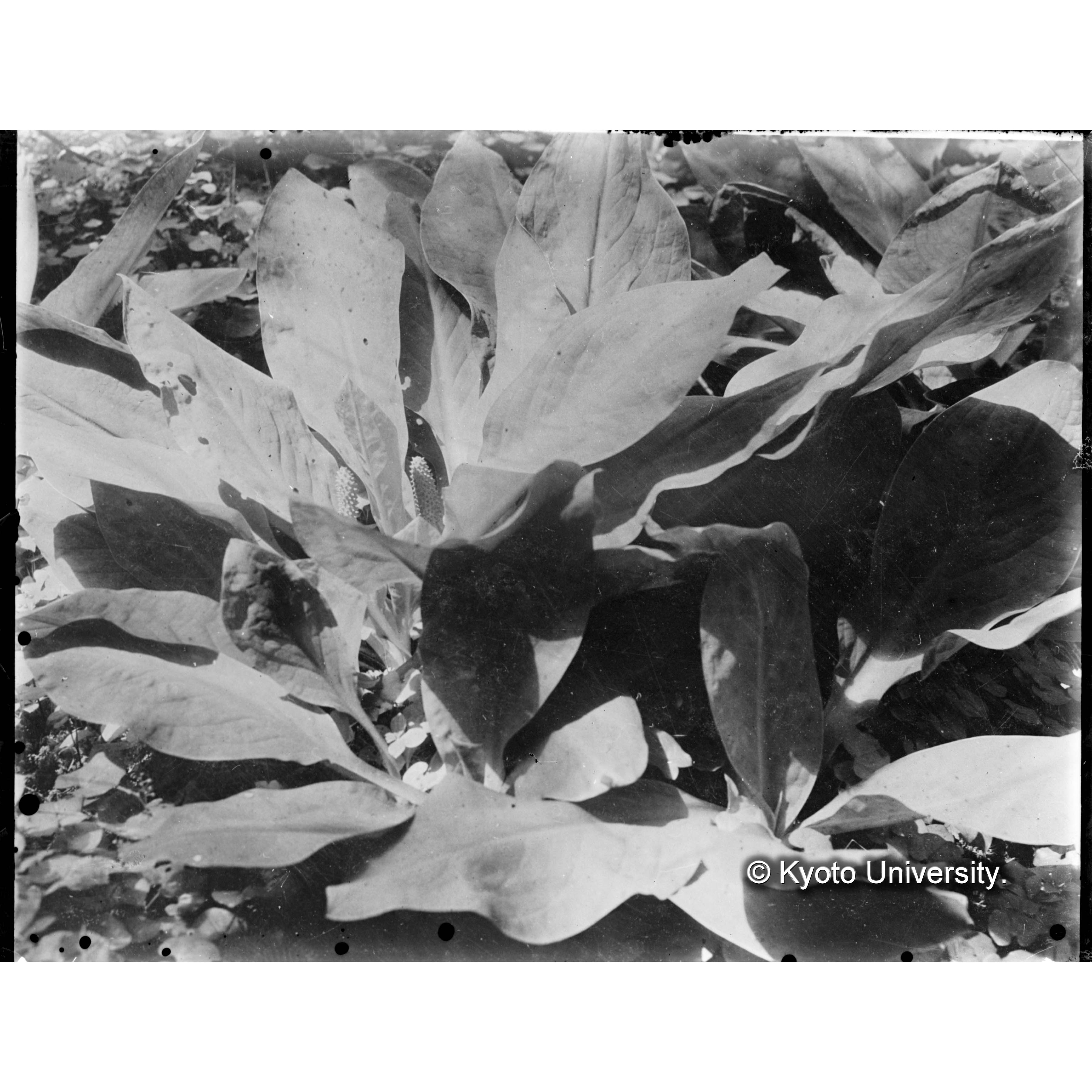 ミズバショウ（樺太演習林） (1)