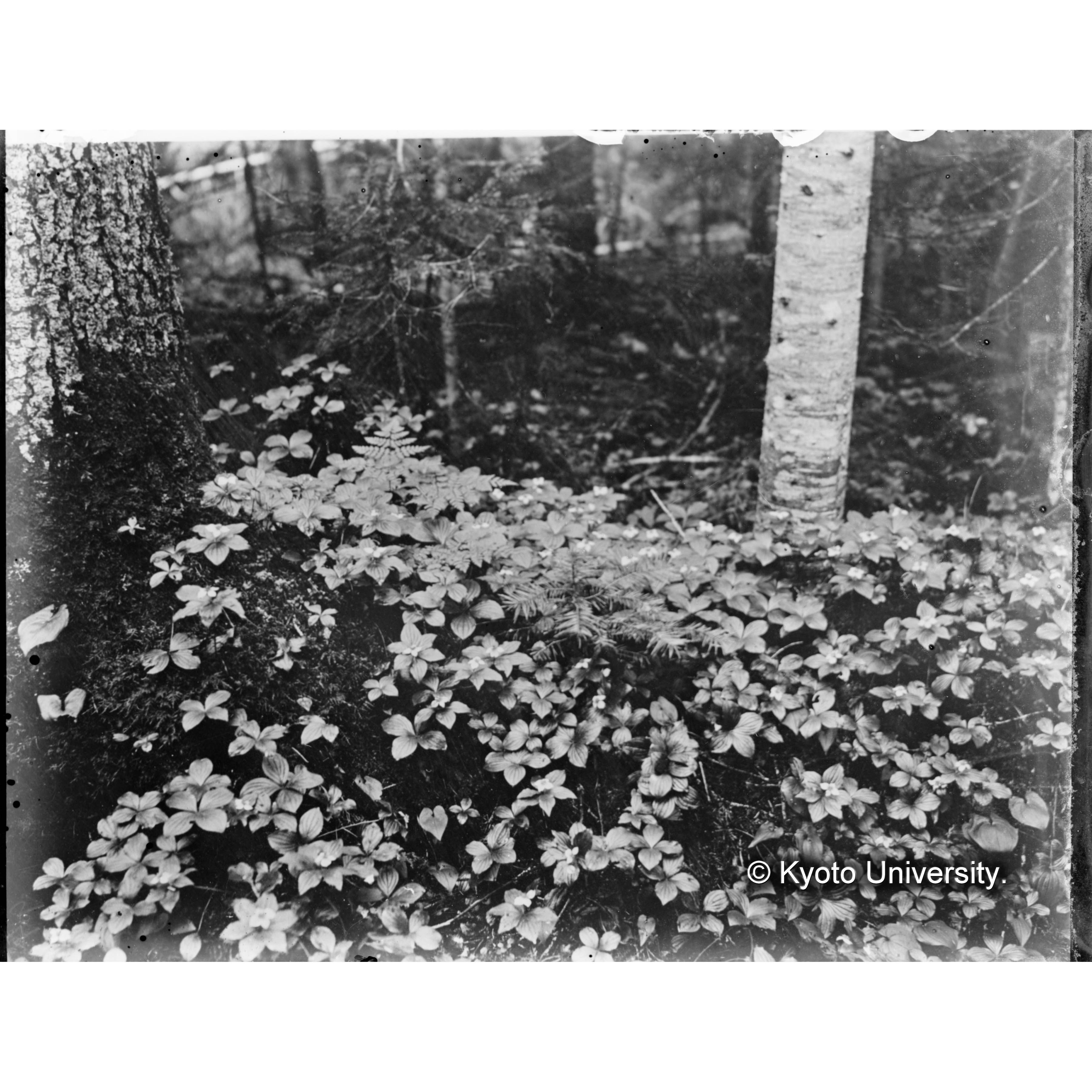 ツバメオモト、ゴゼンタチバナ (1)