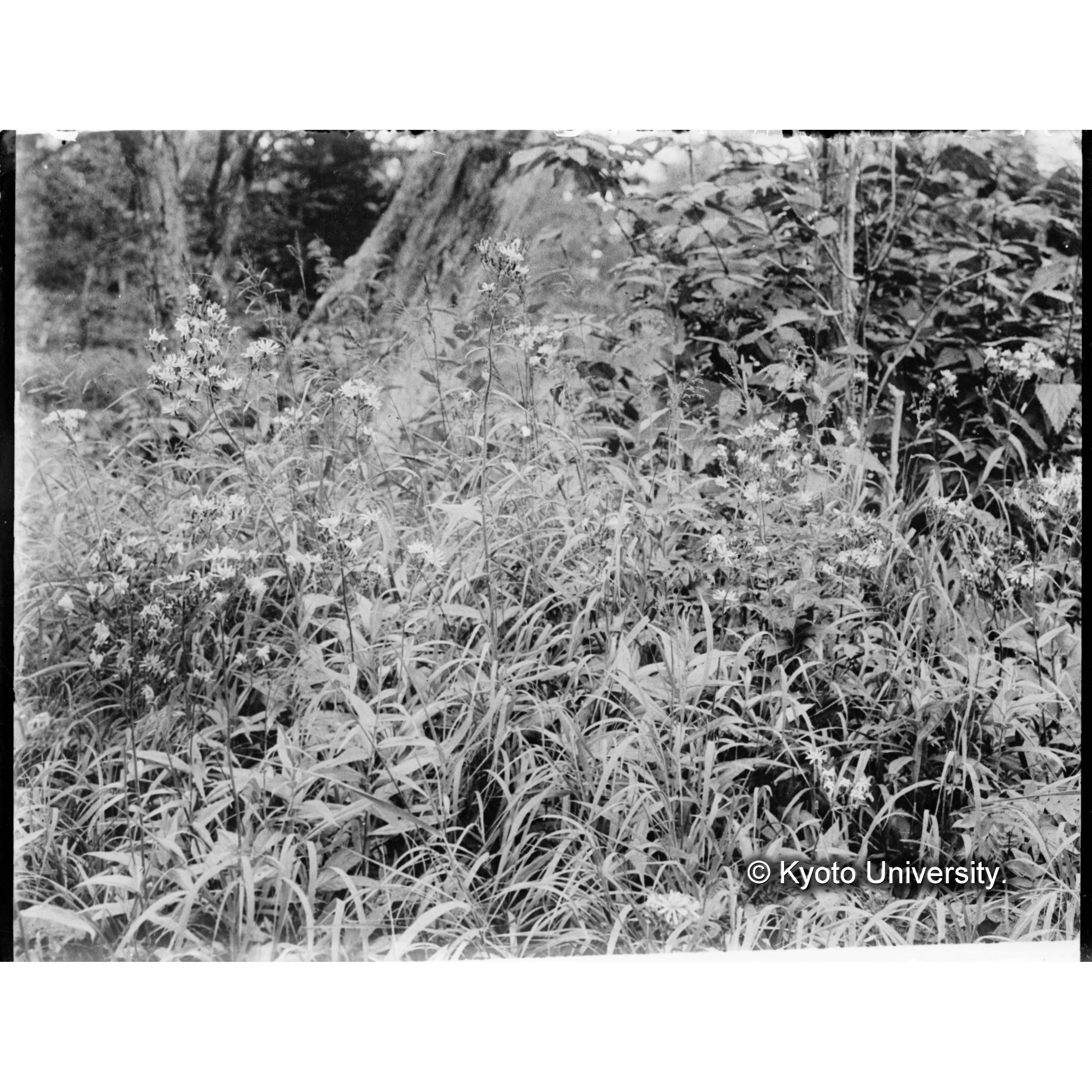 ムラサキニガナ (1)