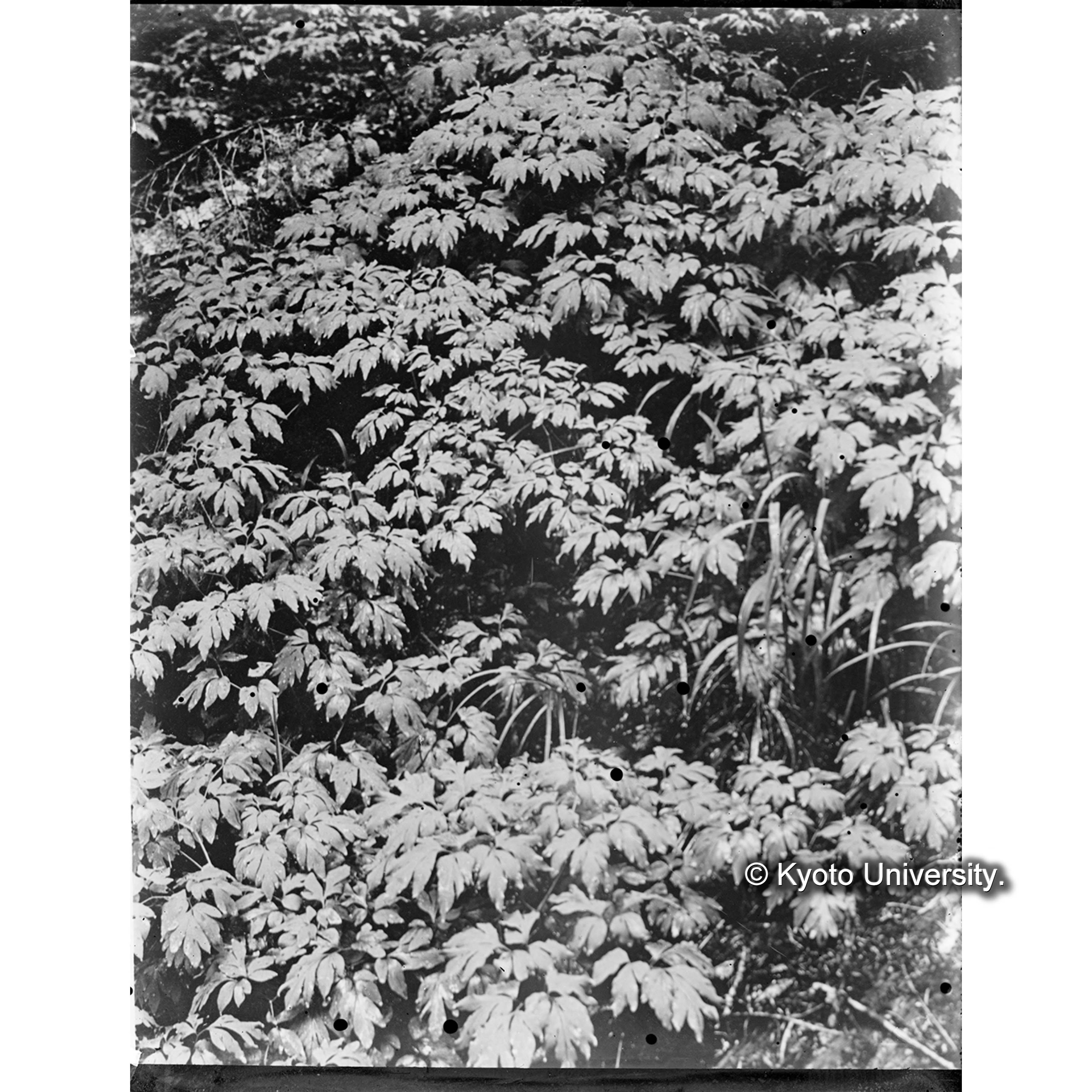 カラフトオオケマンの群落 (1)