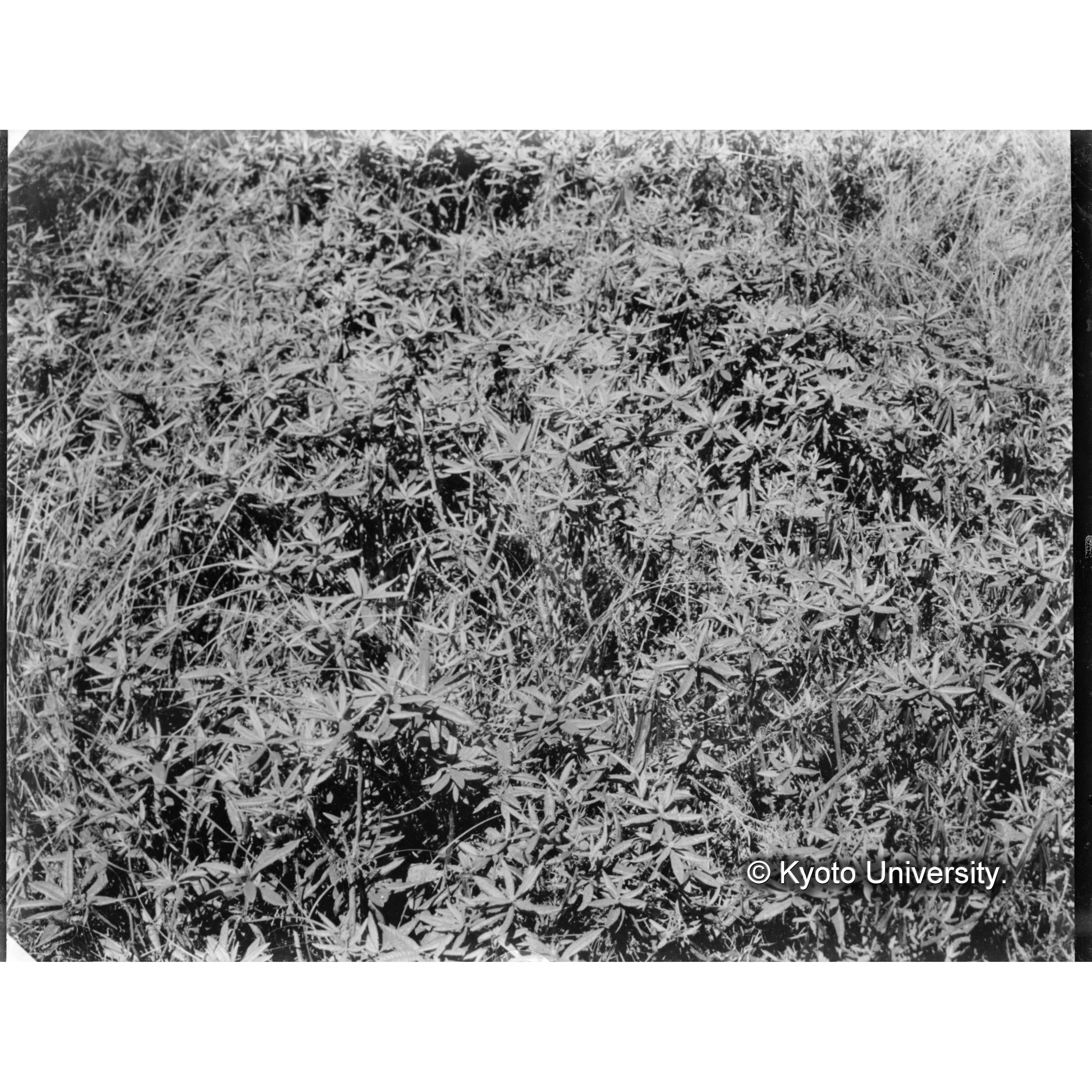 楠山伐採跡地のホソバイソツツジの群落 (1)