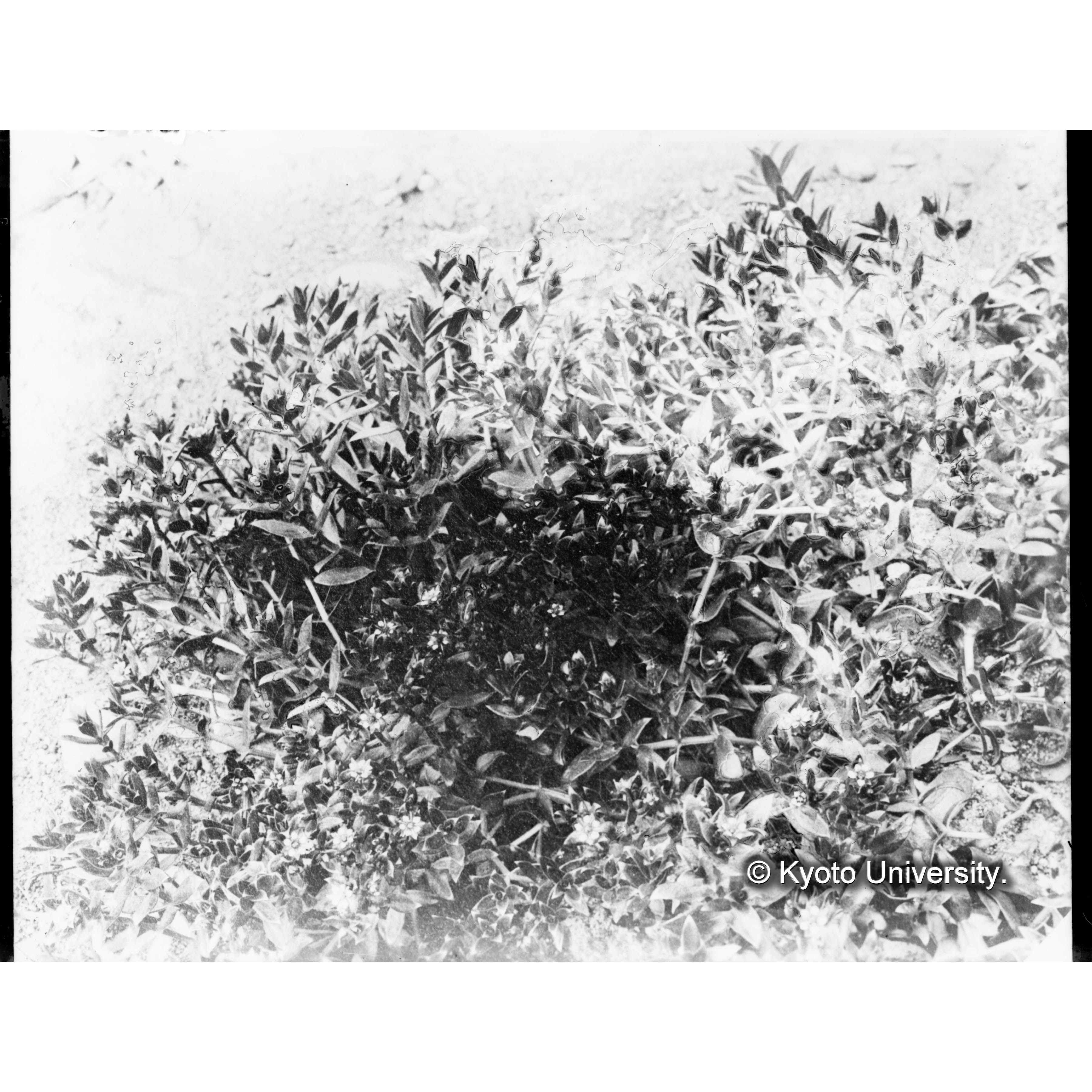 ハマハコベの群落 (1)