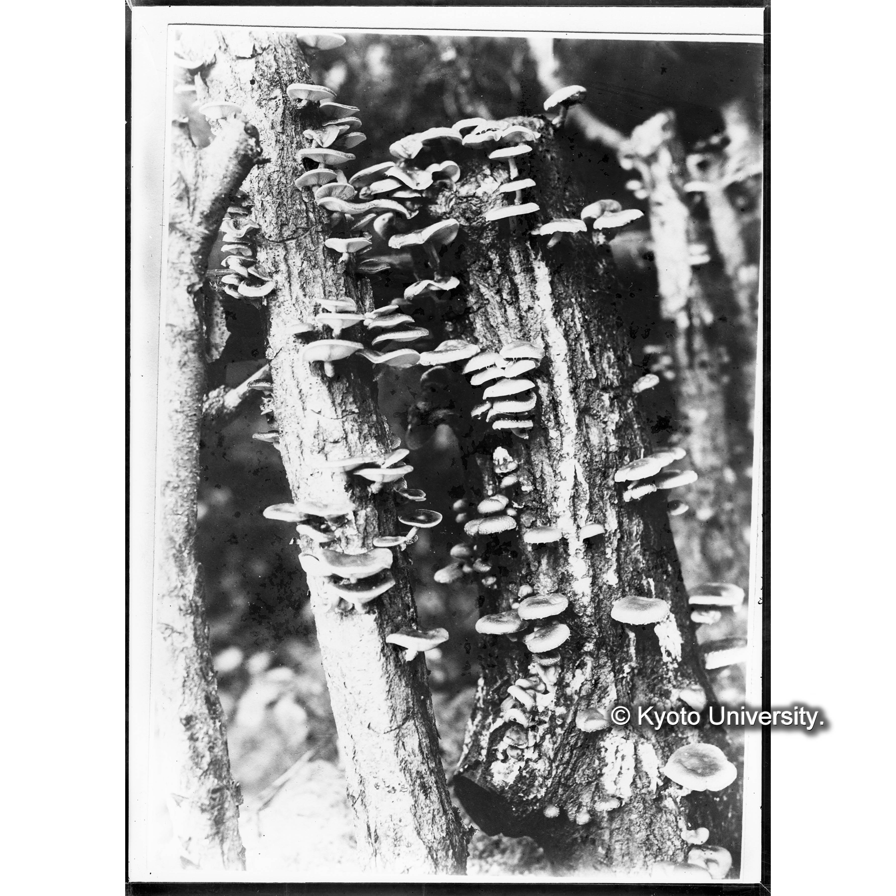 （ガラス乾板朝鮮1-02） (1)