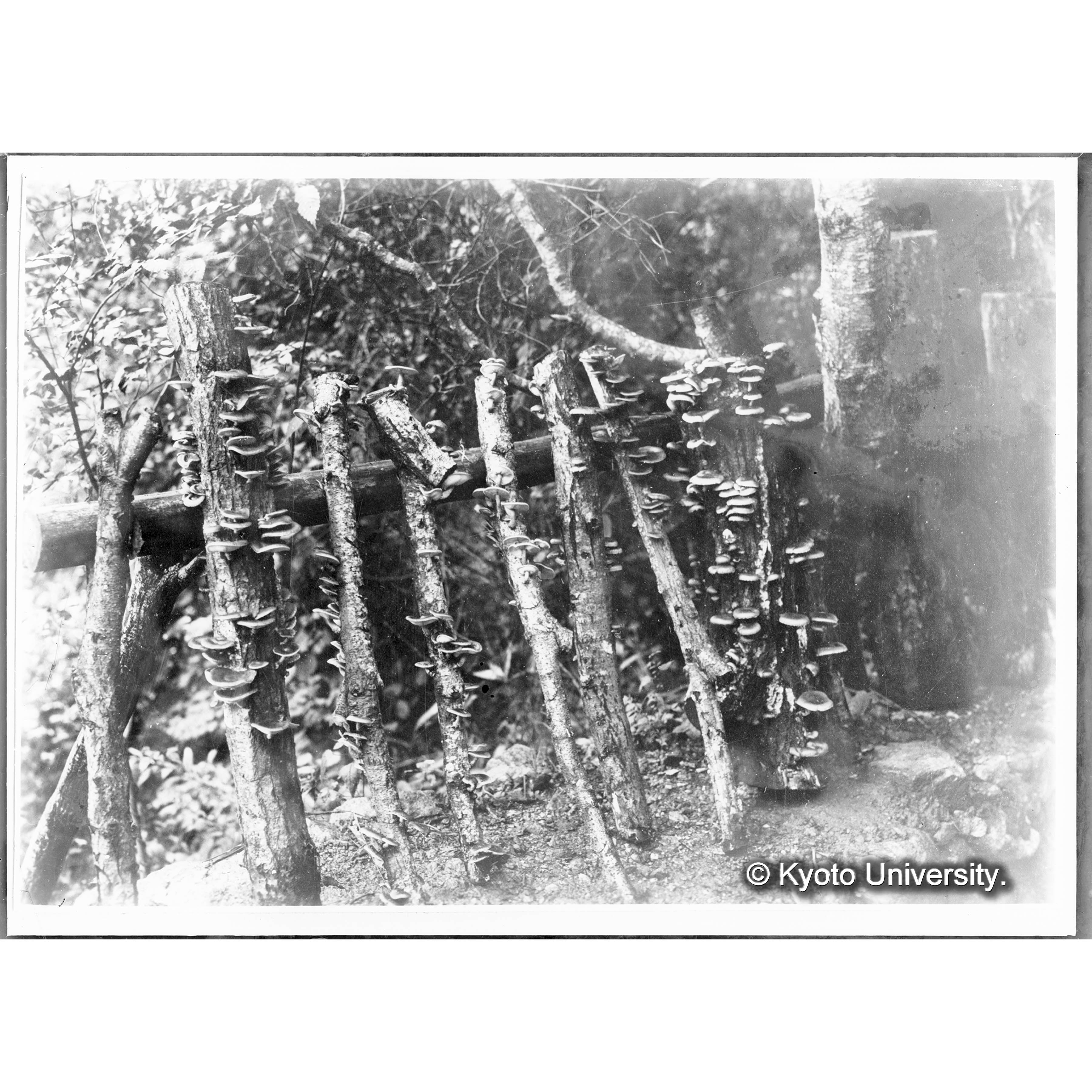 （ガラス乾板朝鮮1-03） (1)