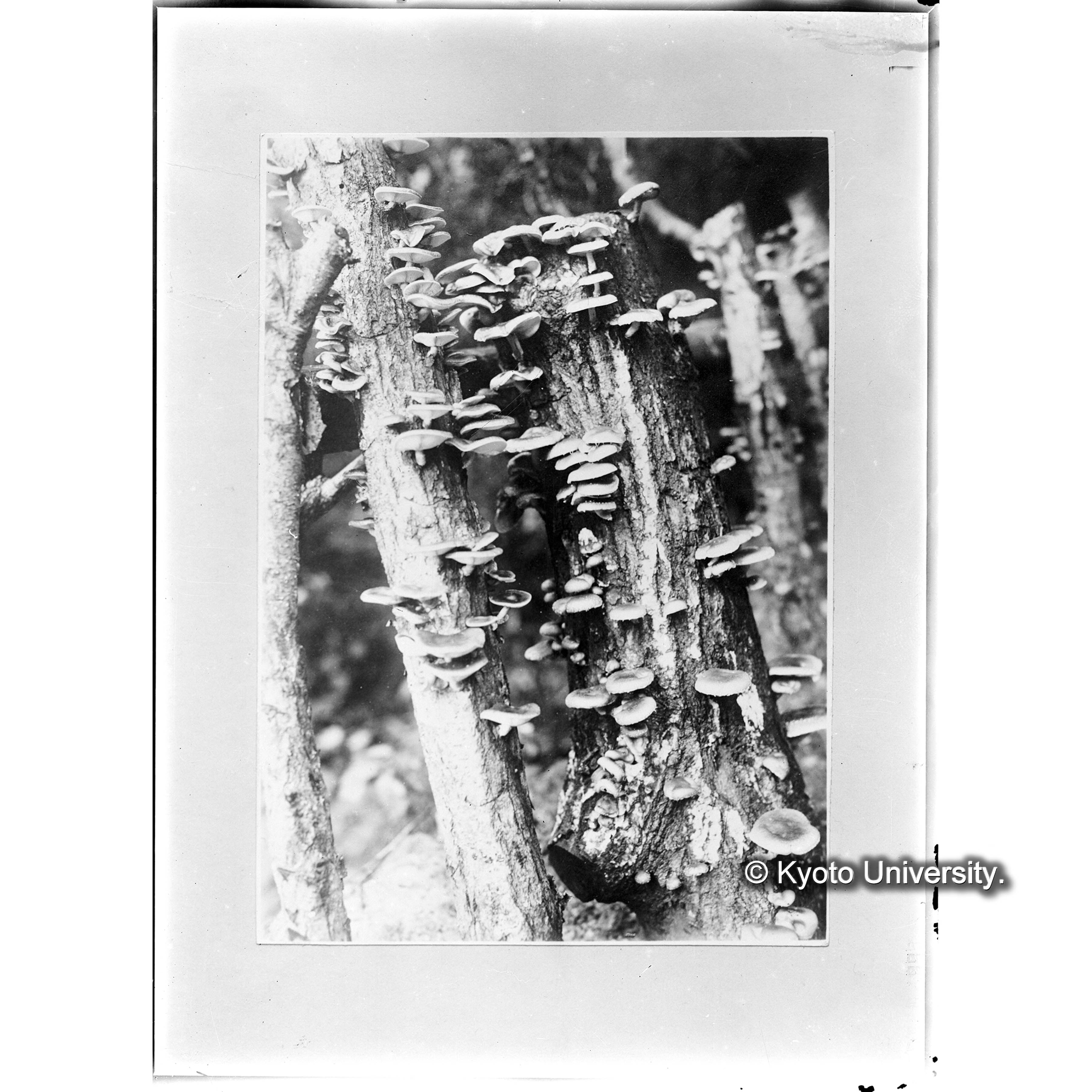 （ガラス乾板朝鮮1-04） (1)