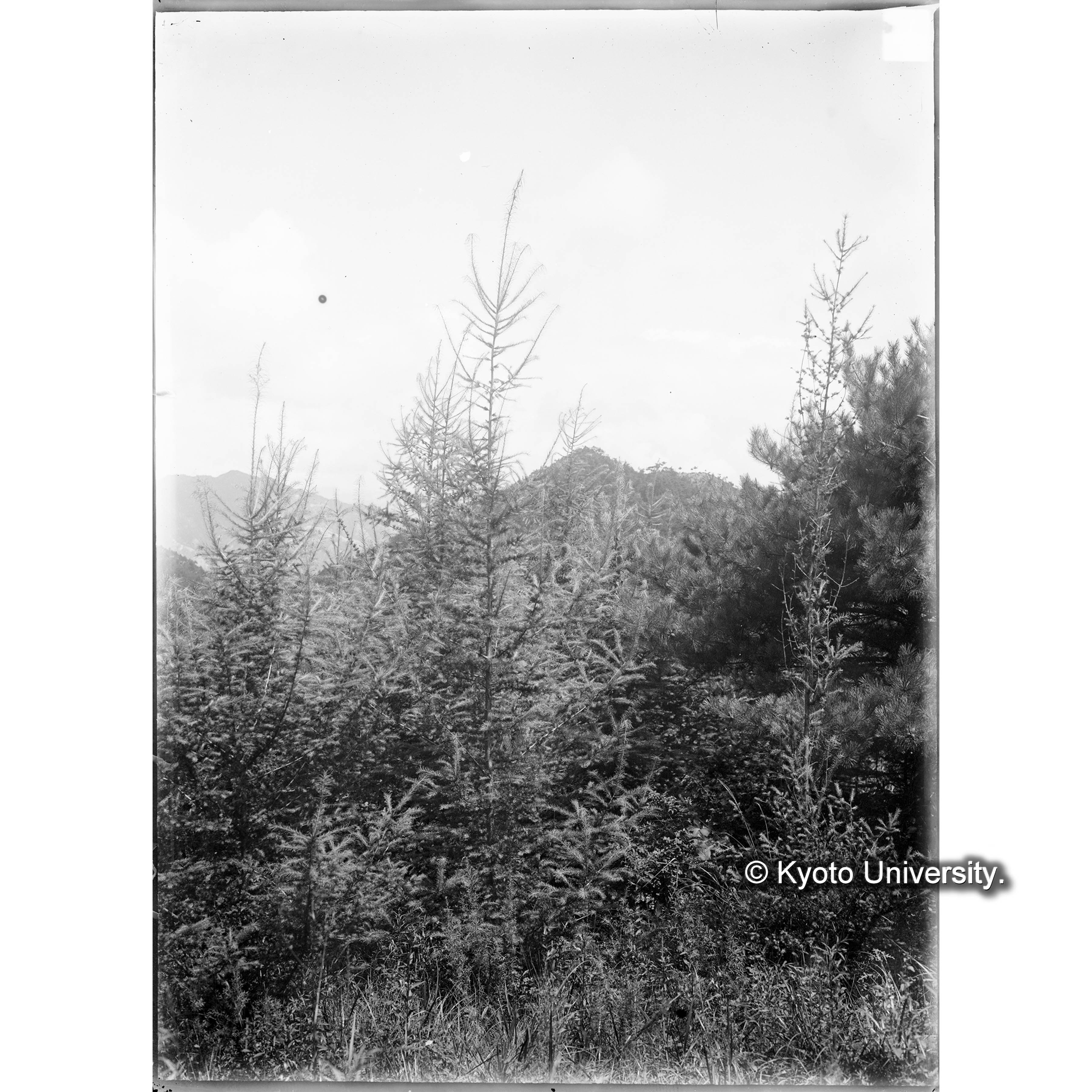 （ガラス乾板朝鮮1-10） (1)