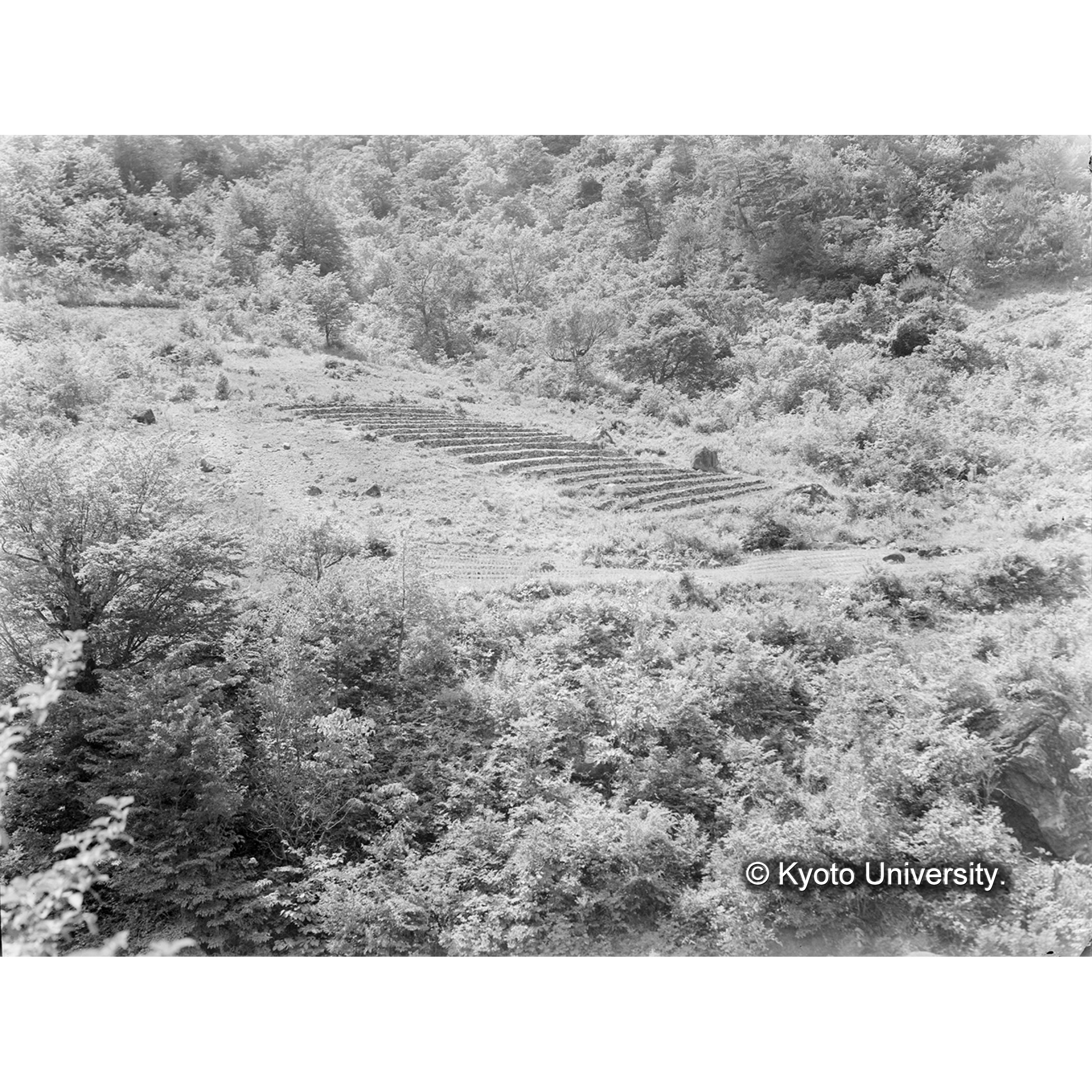 白武洞林間苗圃 (1)