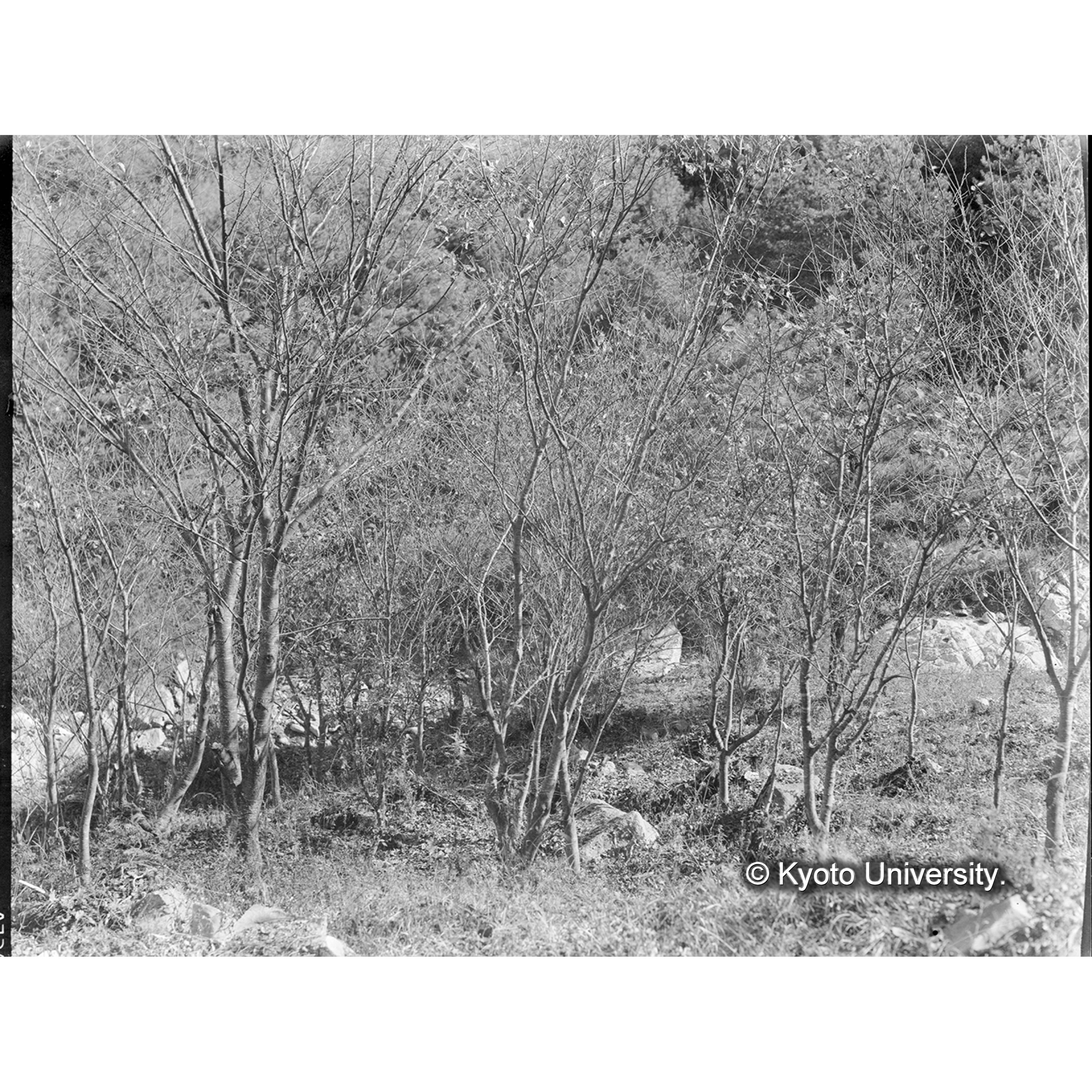 ケヤキ造林地(大正10年植栽19年生)(Ⅰ,5,休川面,月坪里) (1)