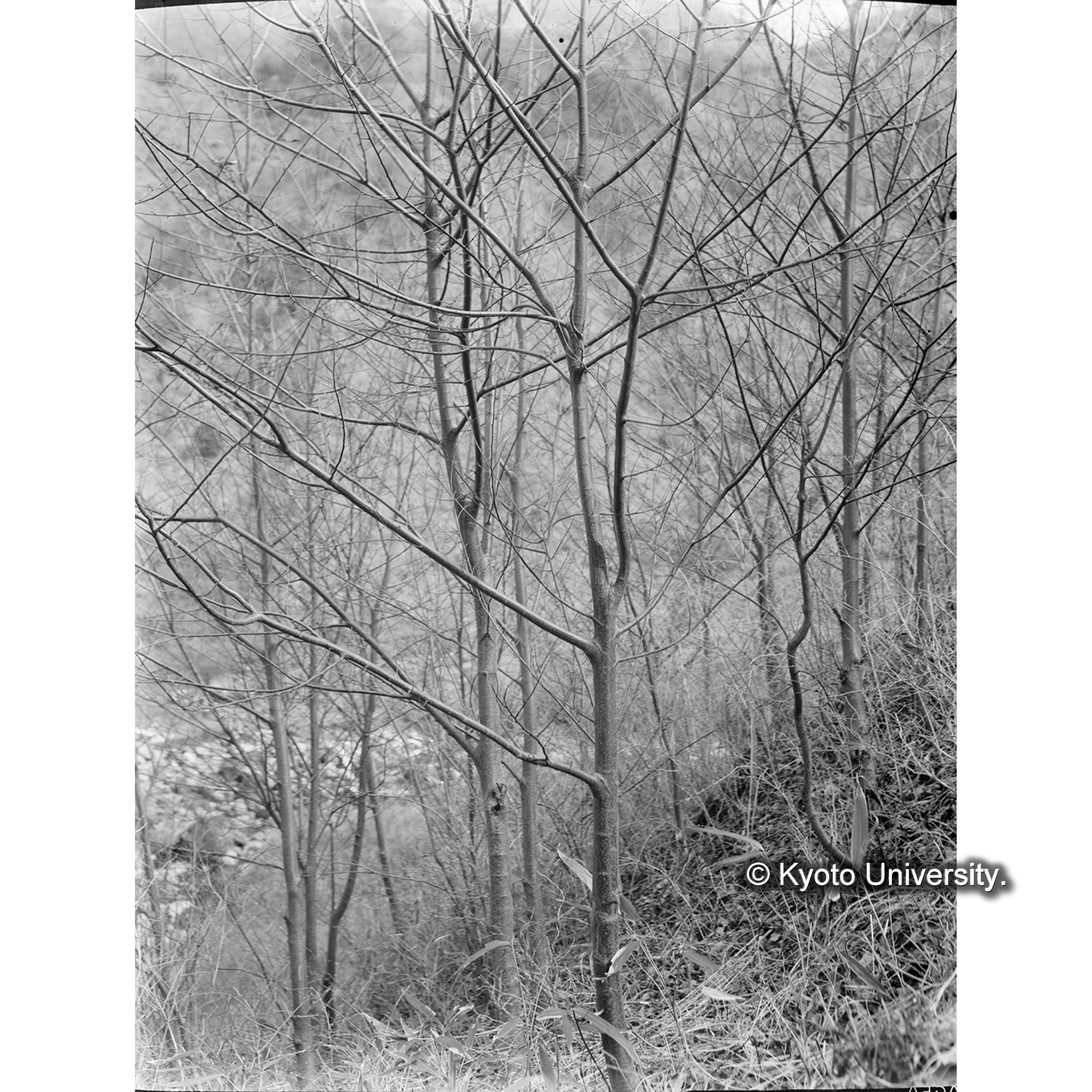 クリ造林地(昭和4年植栽11年年生)(Ⅱ,4,馬川面,三丁里) (1)