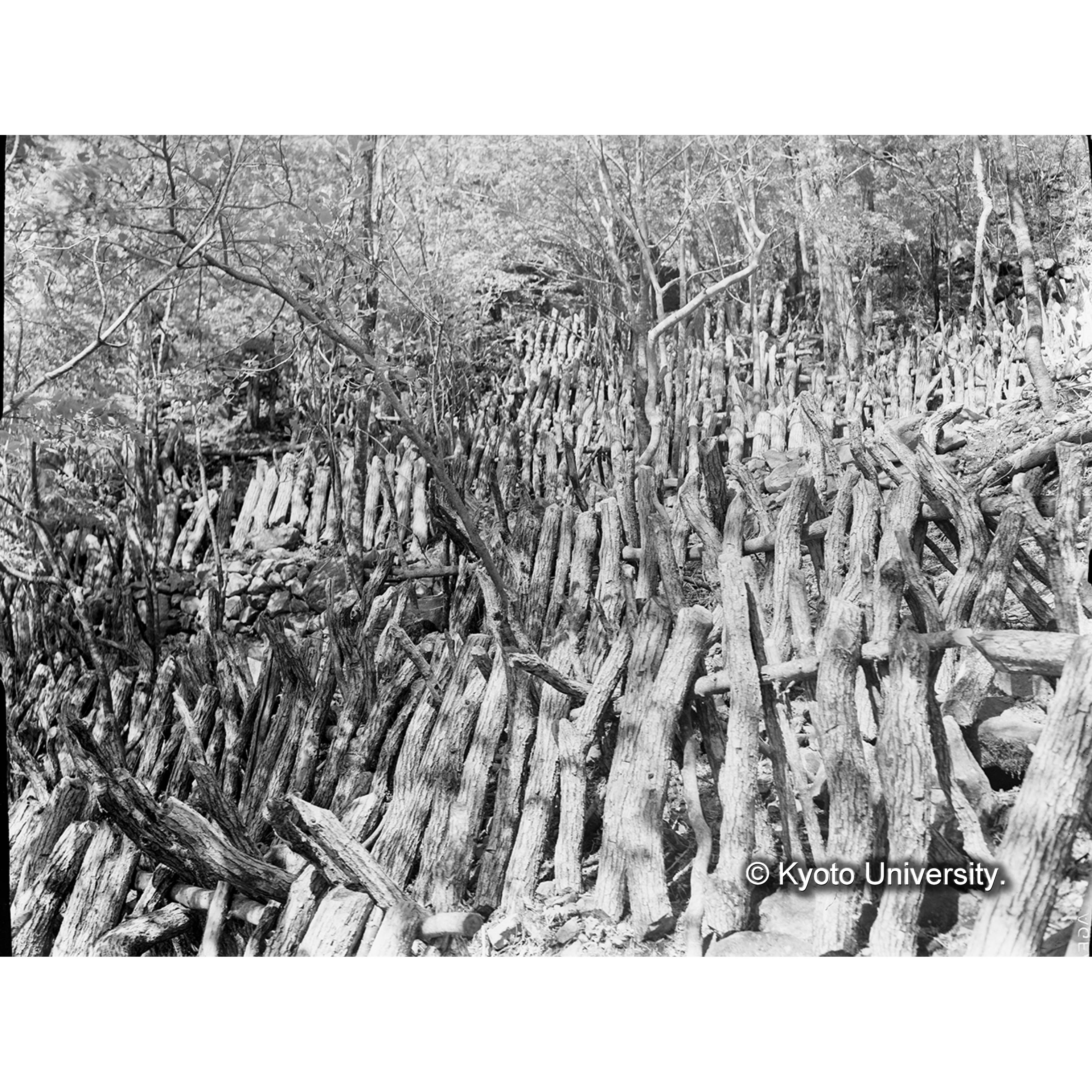 椎茸榾場(Ⅲ,7,山内面,臥雲)昭和8年原木伐採のもの,約2500本収容 (1)