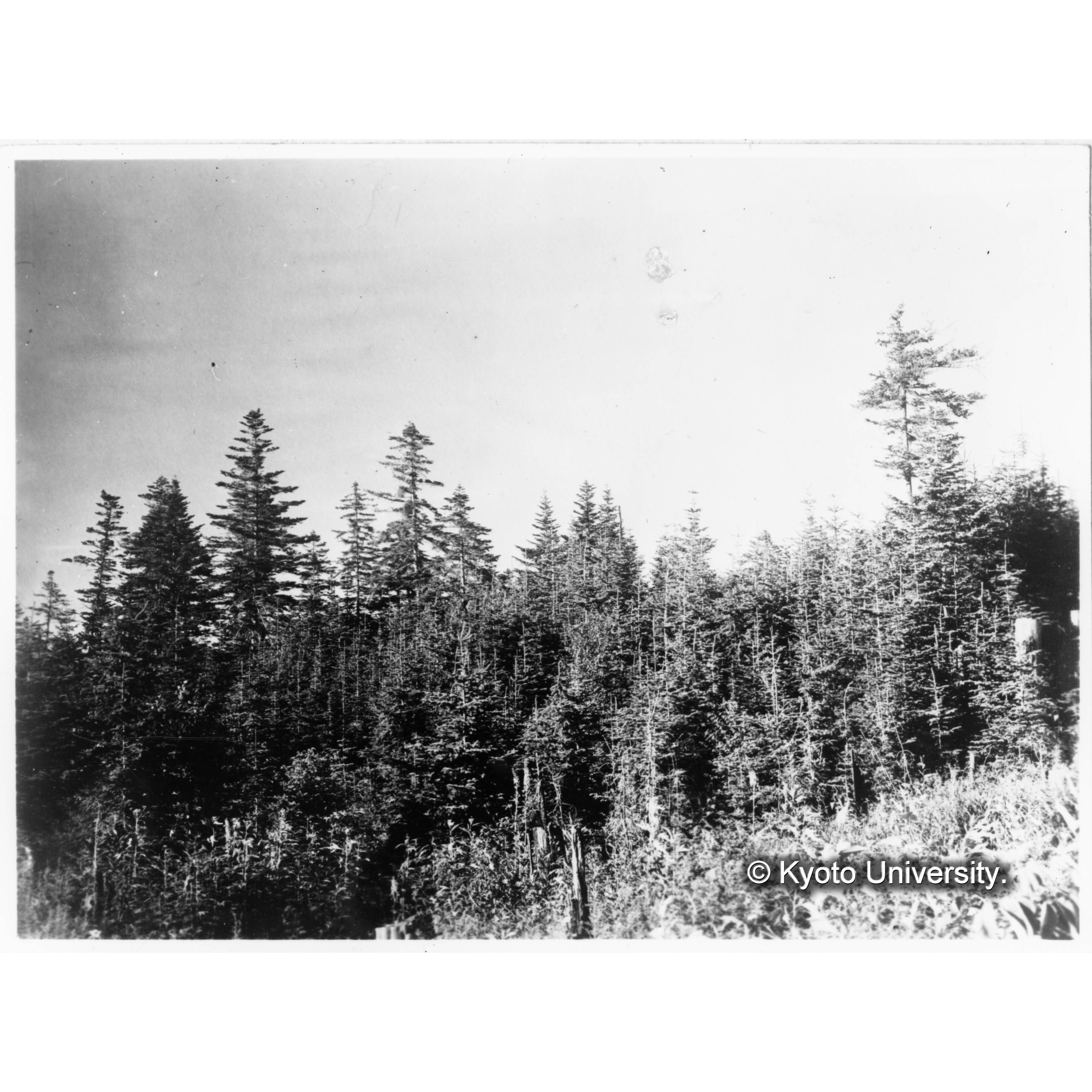 大正6年度更新地(楠山) (1)