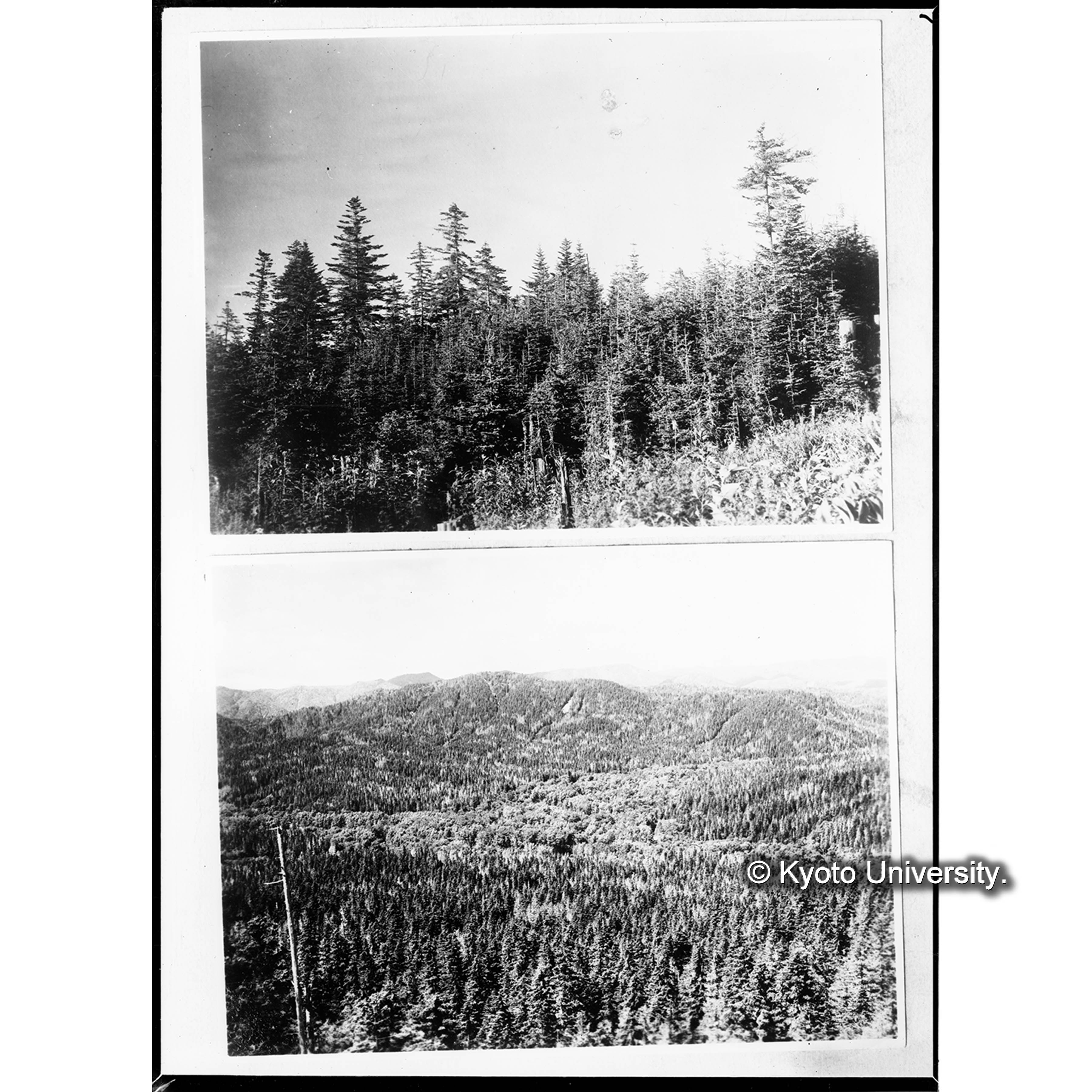 見晴台より見たるトラ川、キバラリ川合流点付近の林相 (1)