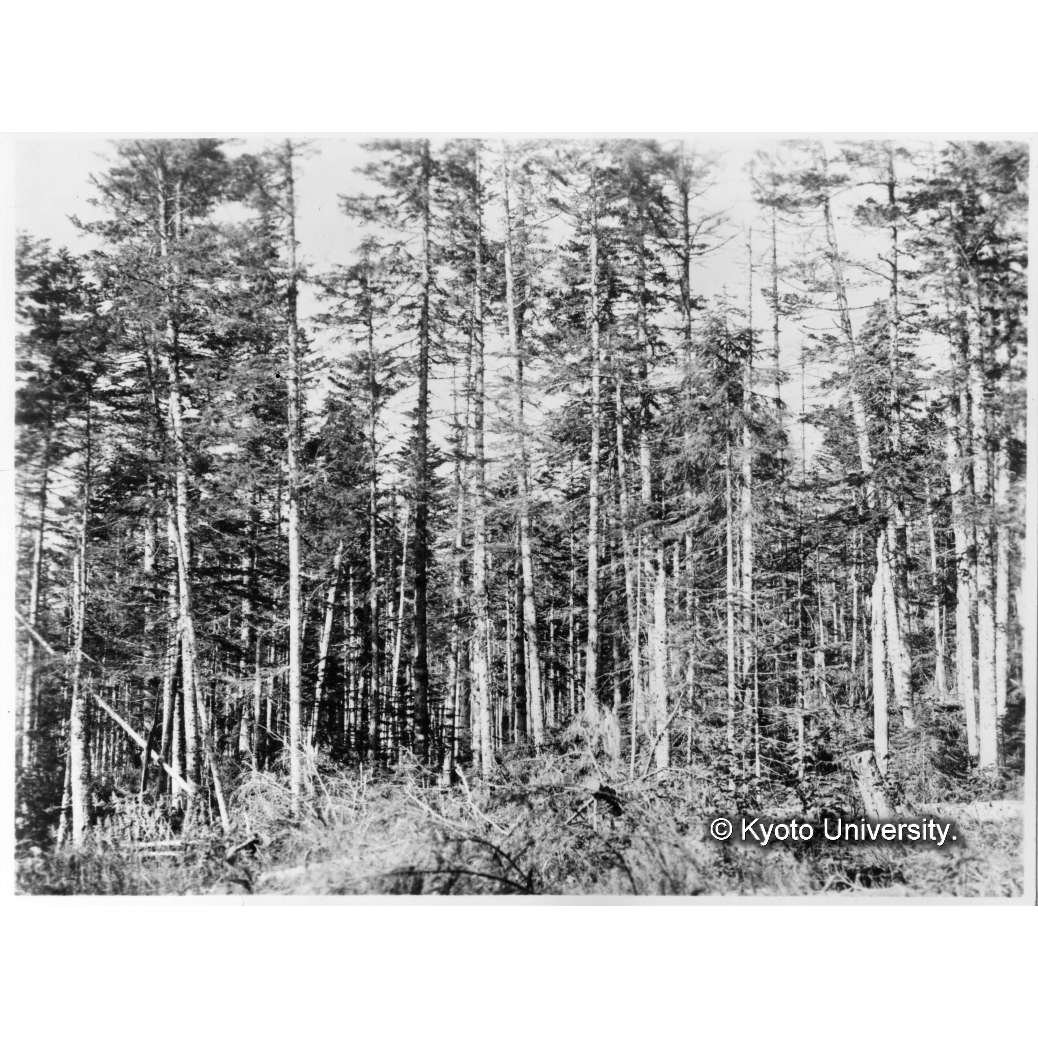 昭和4年度伐採跡地(虫害区域)(上楠) (1)