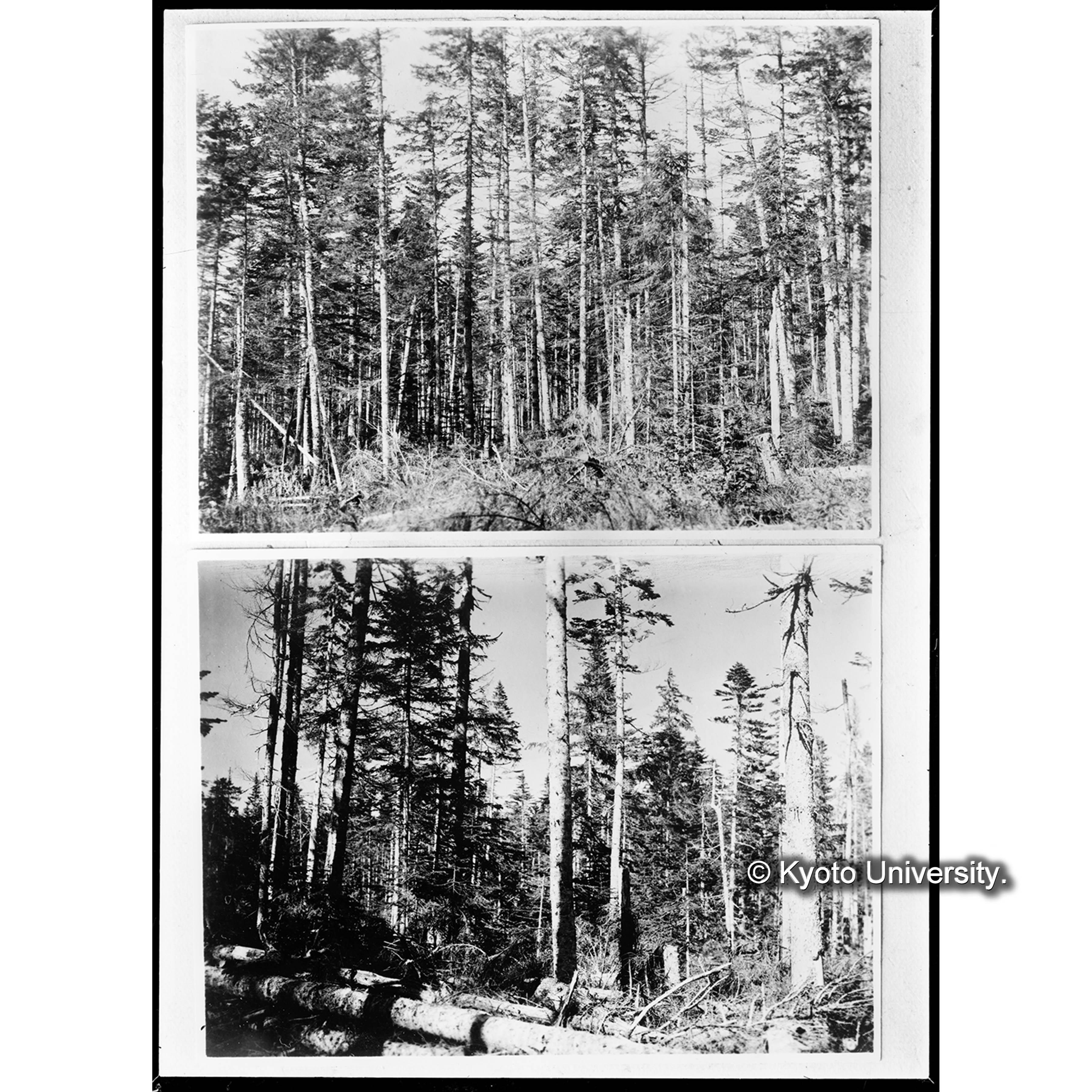 昭和4年度伐採跡地(虫害区域)(上楠) (2)