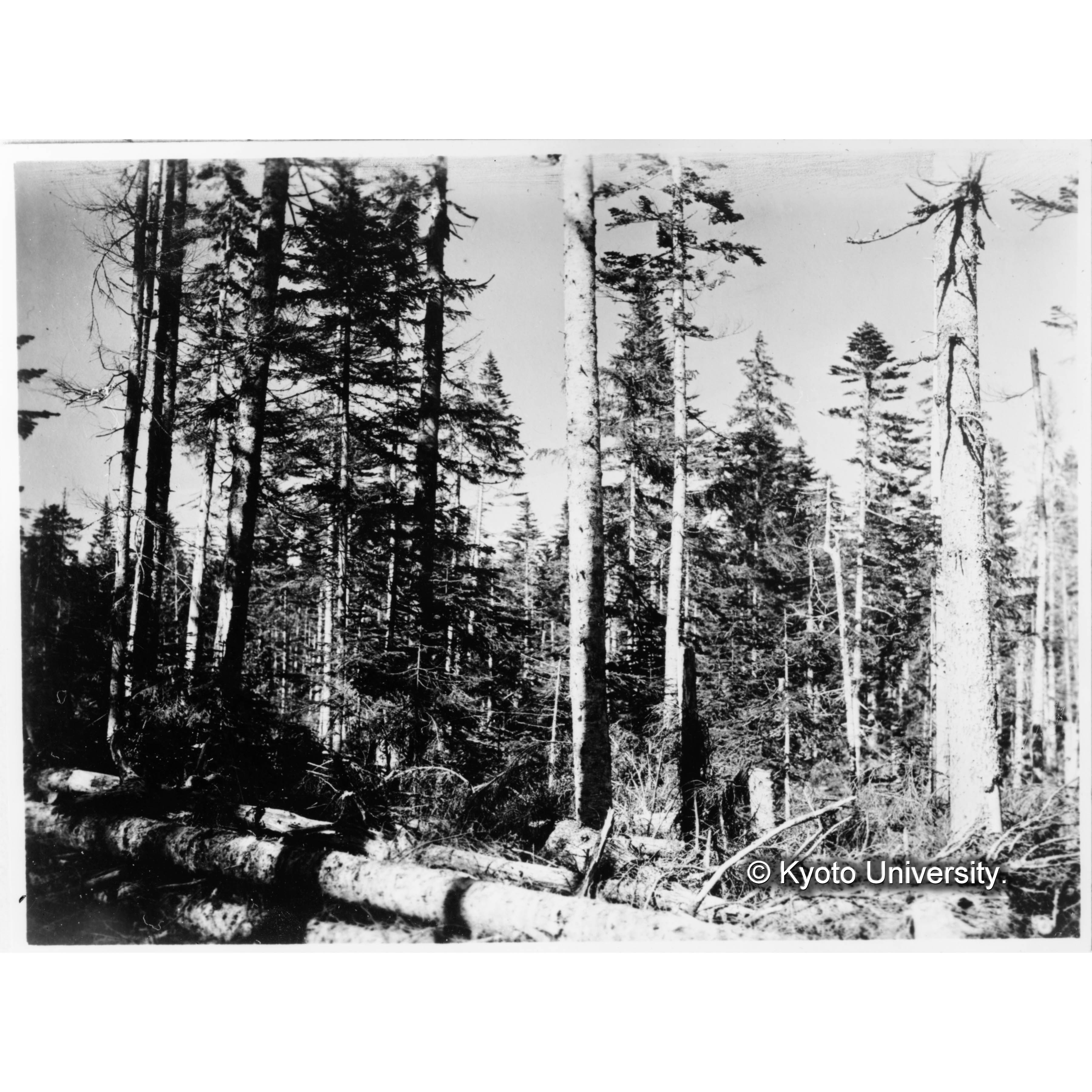 昭和4年度伐採跡地(上楠) (1)