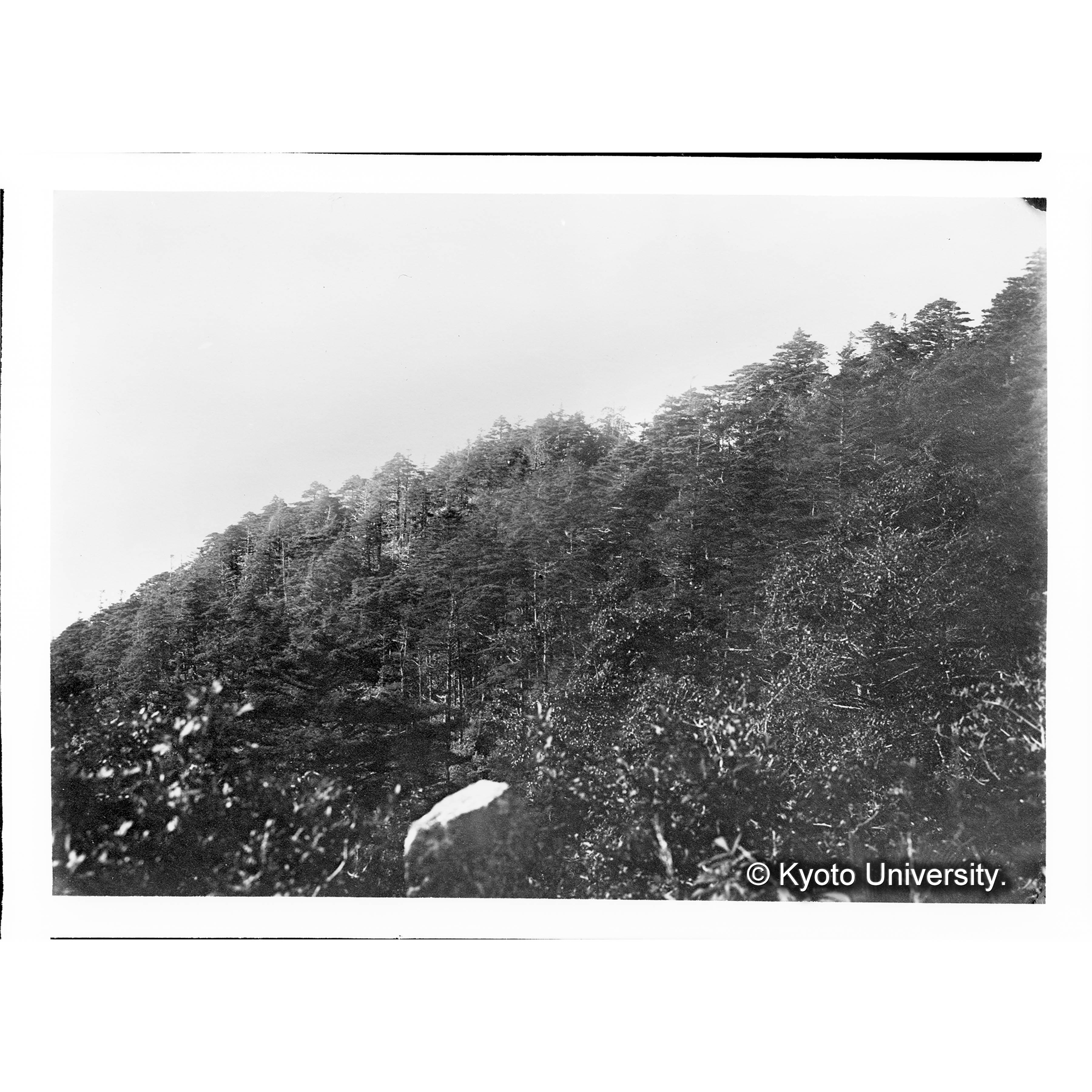 智異山針葉樹林の一部　咸陽郡馬川面白武洞　昭和三年八月十四日寫 (1)
