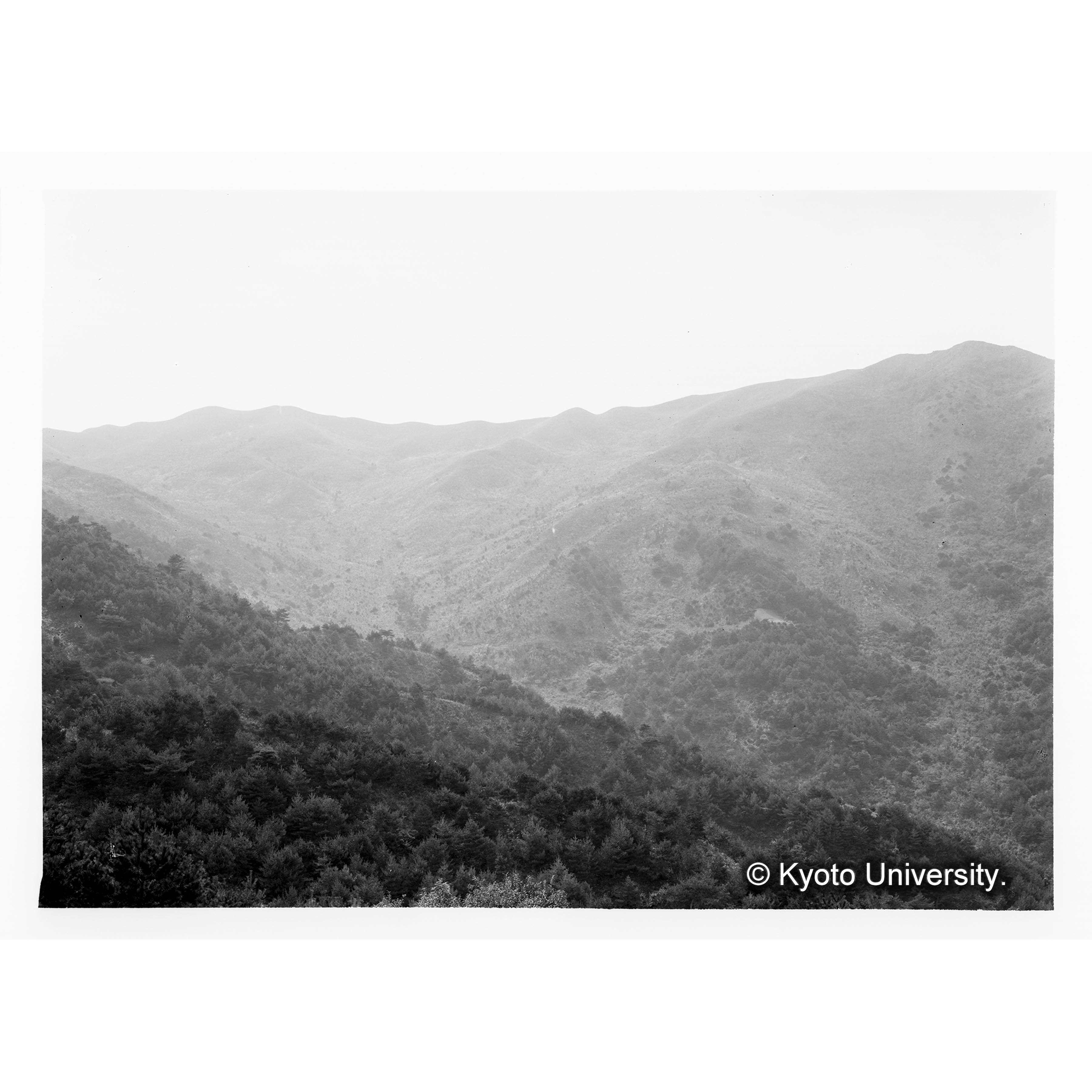 荒廃地復旧播種造林地(事業区Ⅲ,林班24) (1)