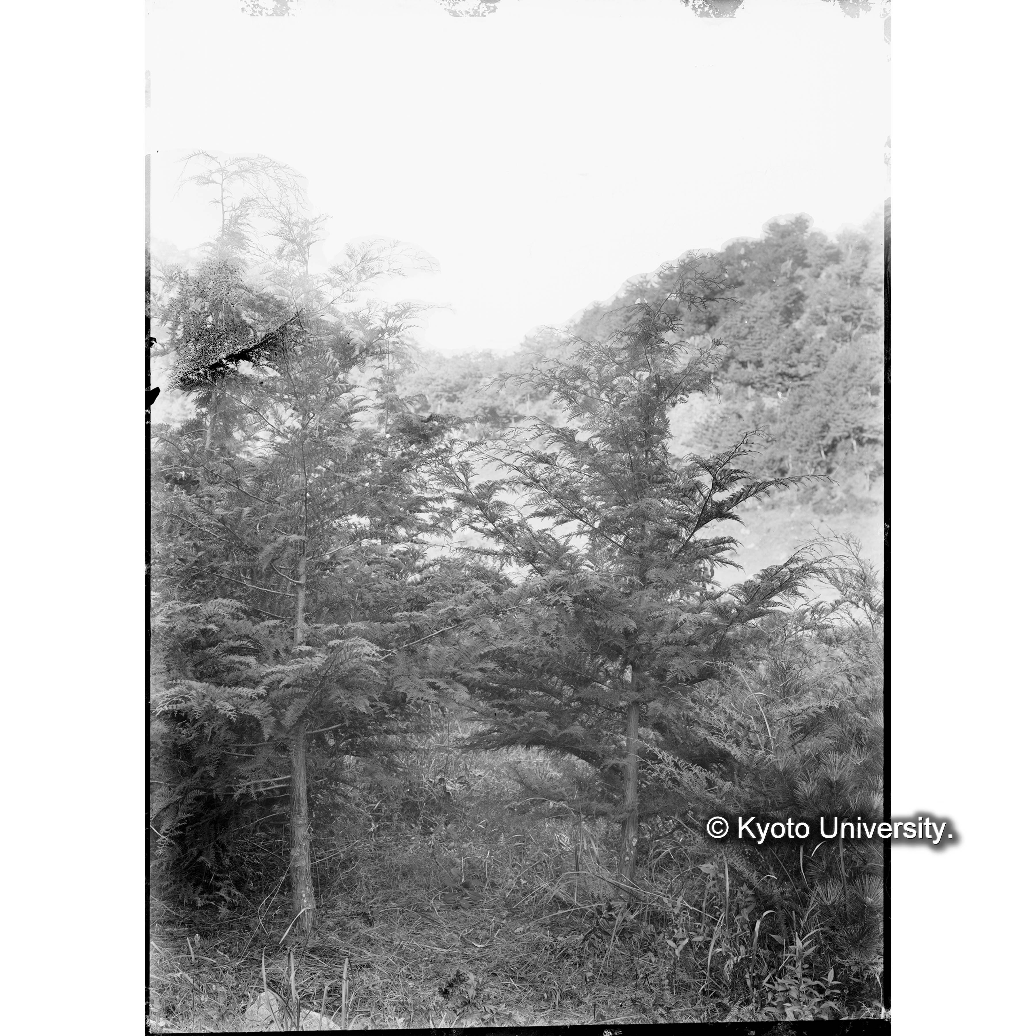 ヒノキ造林地(植栽後7年)(事業区Ⅰ林班6) (1)