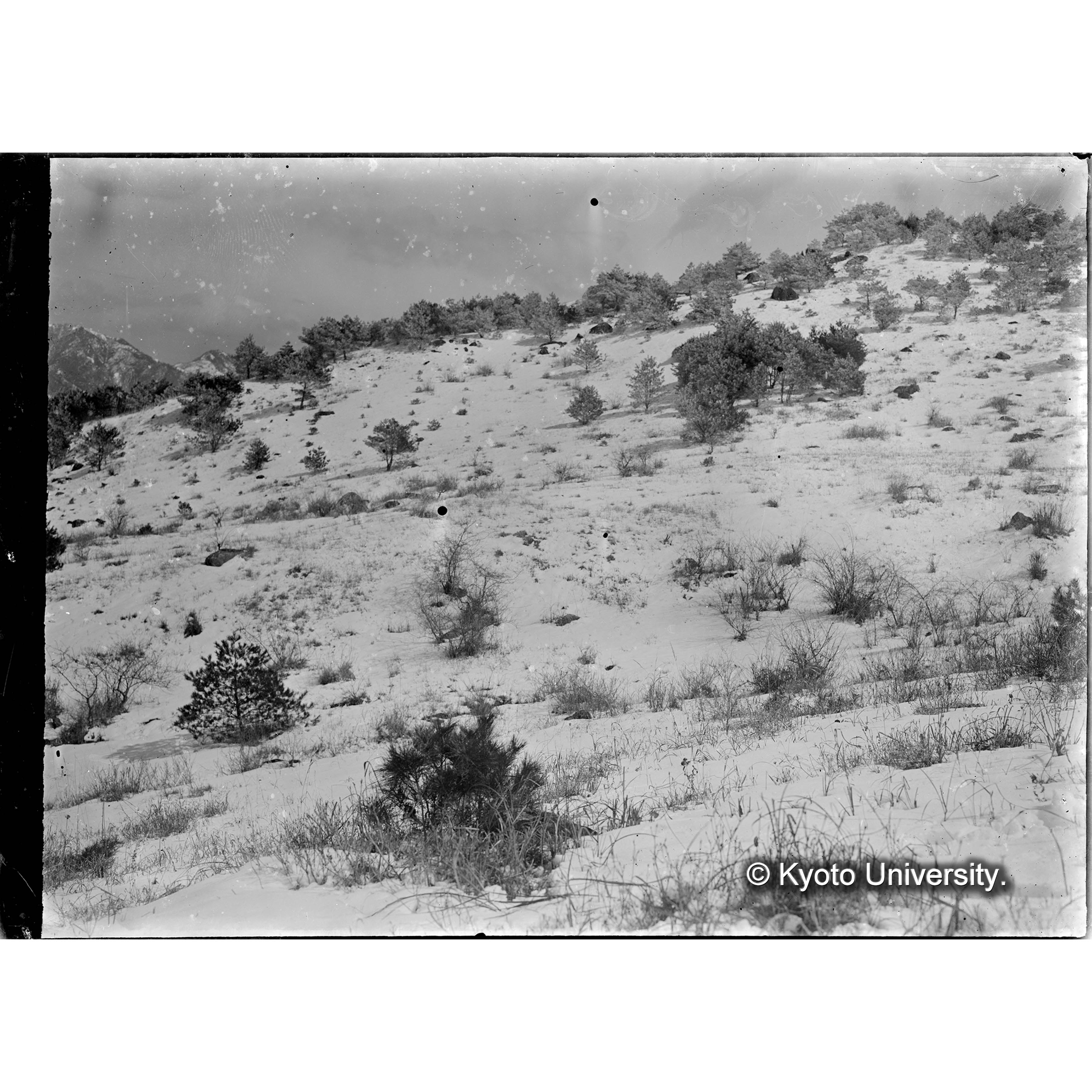 席ト面竹林里 當演習林播種 造林地の一部　(大正十年植栽地)　 (1)