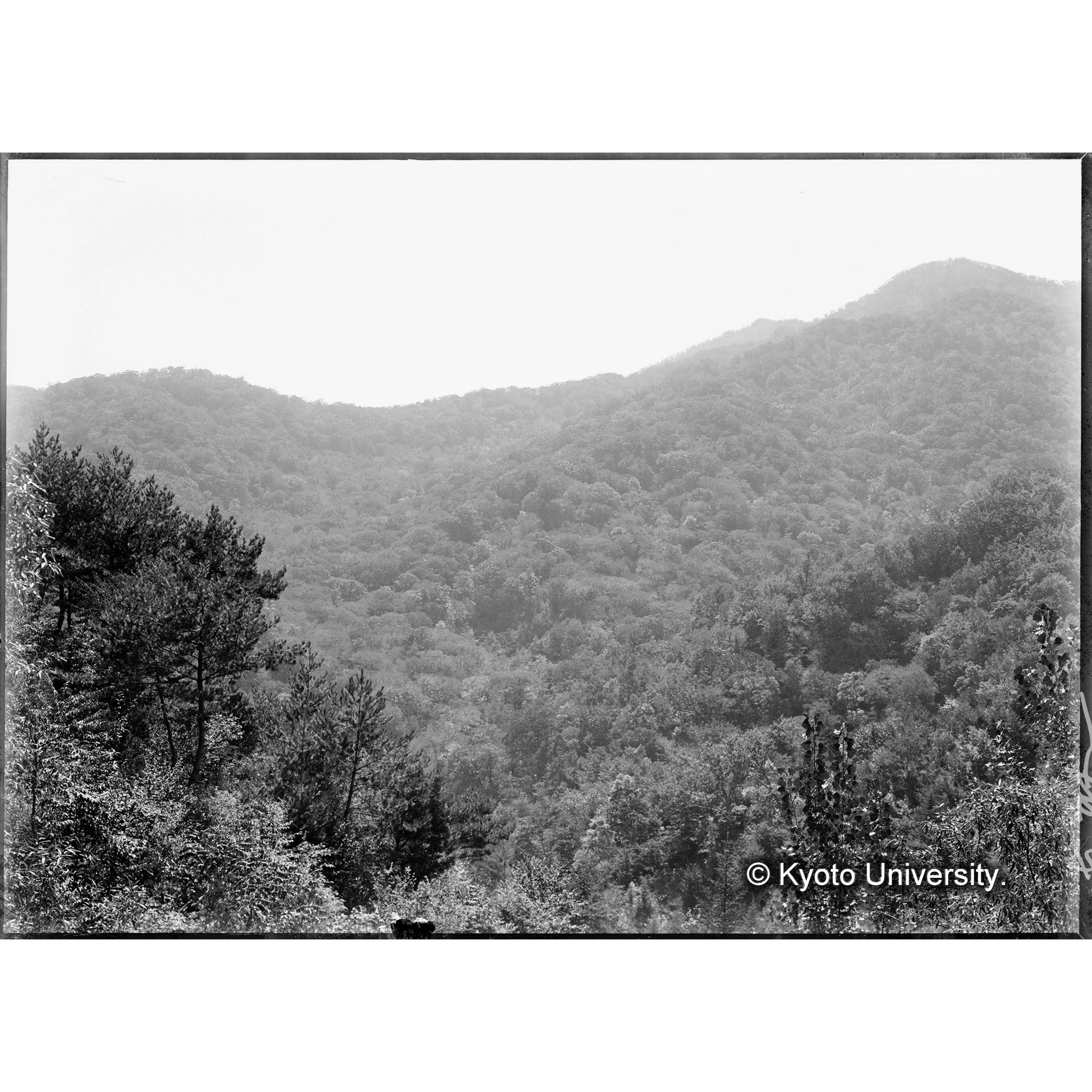 霊源寺より事業区Ⅱ林班26の禁伐林を望む(の左半分) (1)