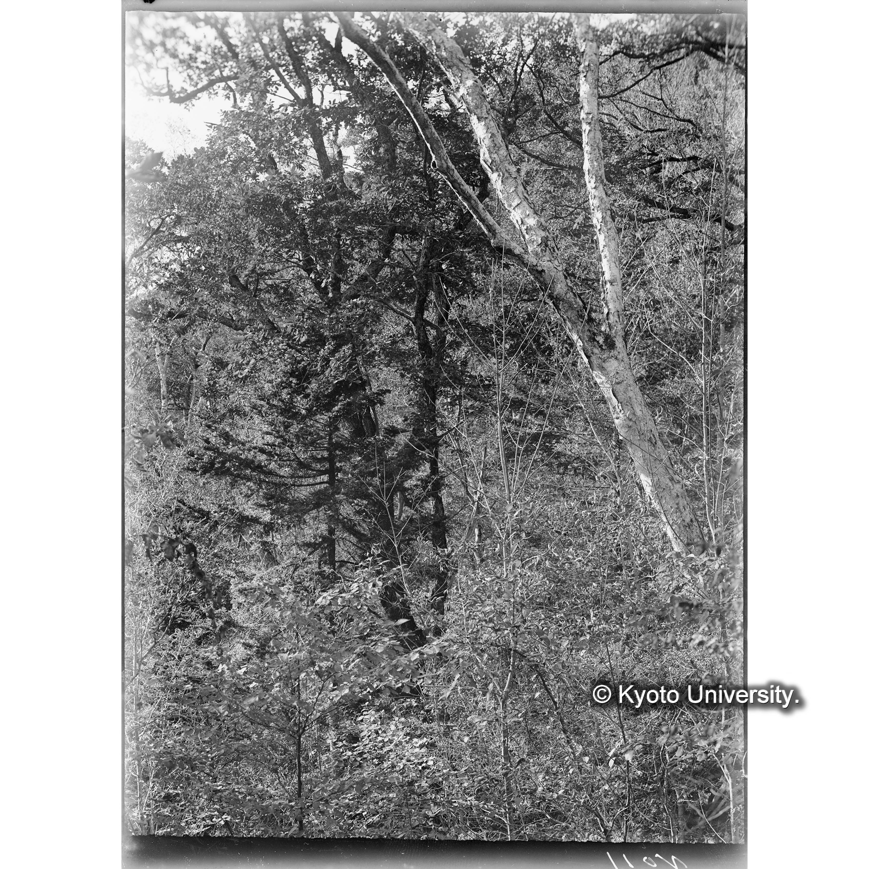 Ⅲ事業区８林班濶葉樹林中に点生せる針葉樹（海抜1220m） (1)