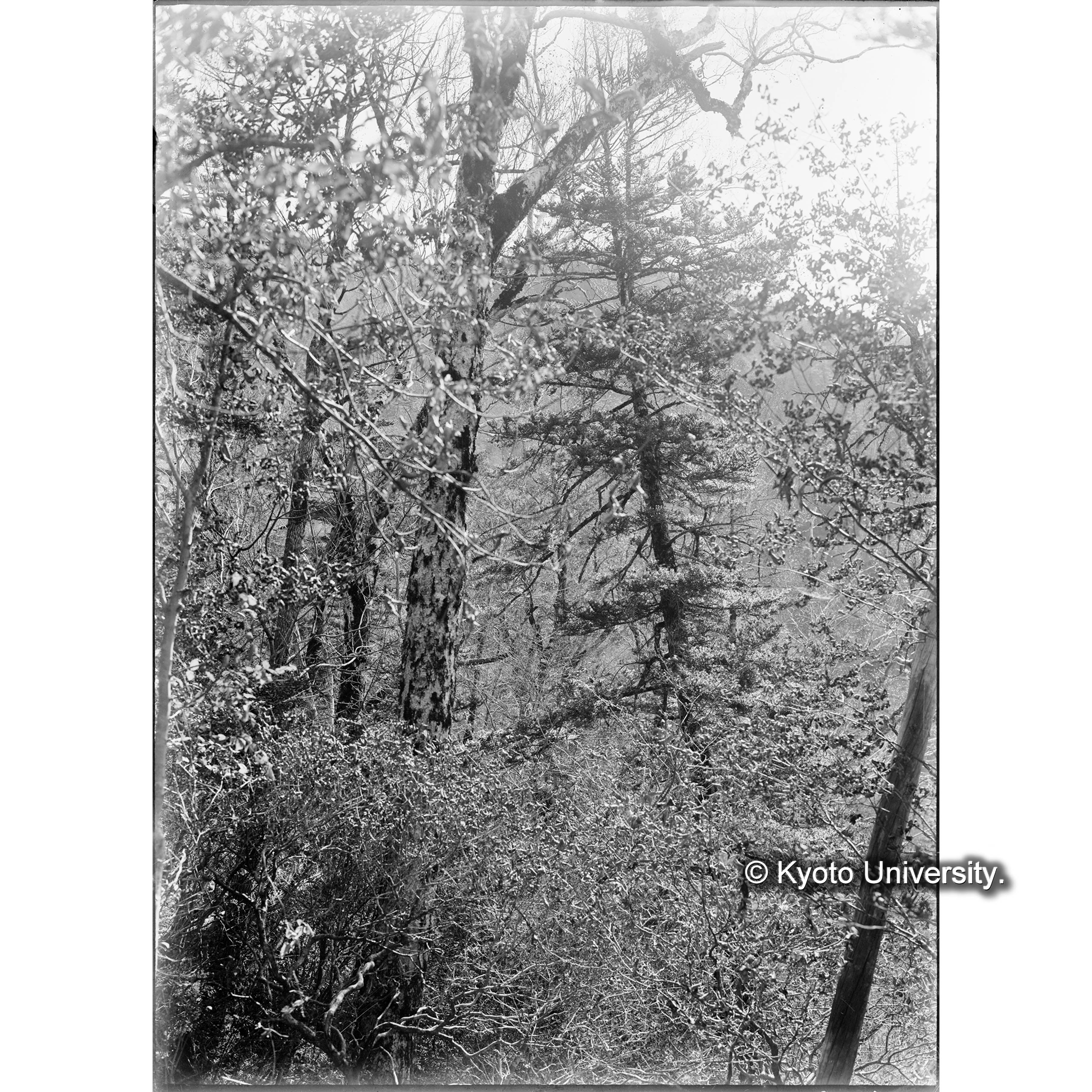 Ⅲ事業区8林班針濶混淆林の一部（海抜1320m)） No.9 (1)