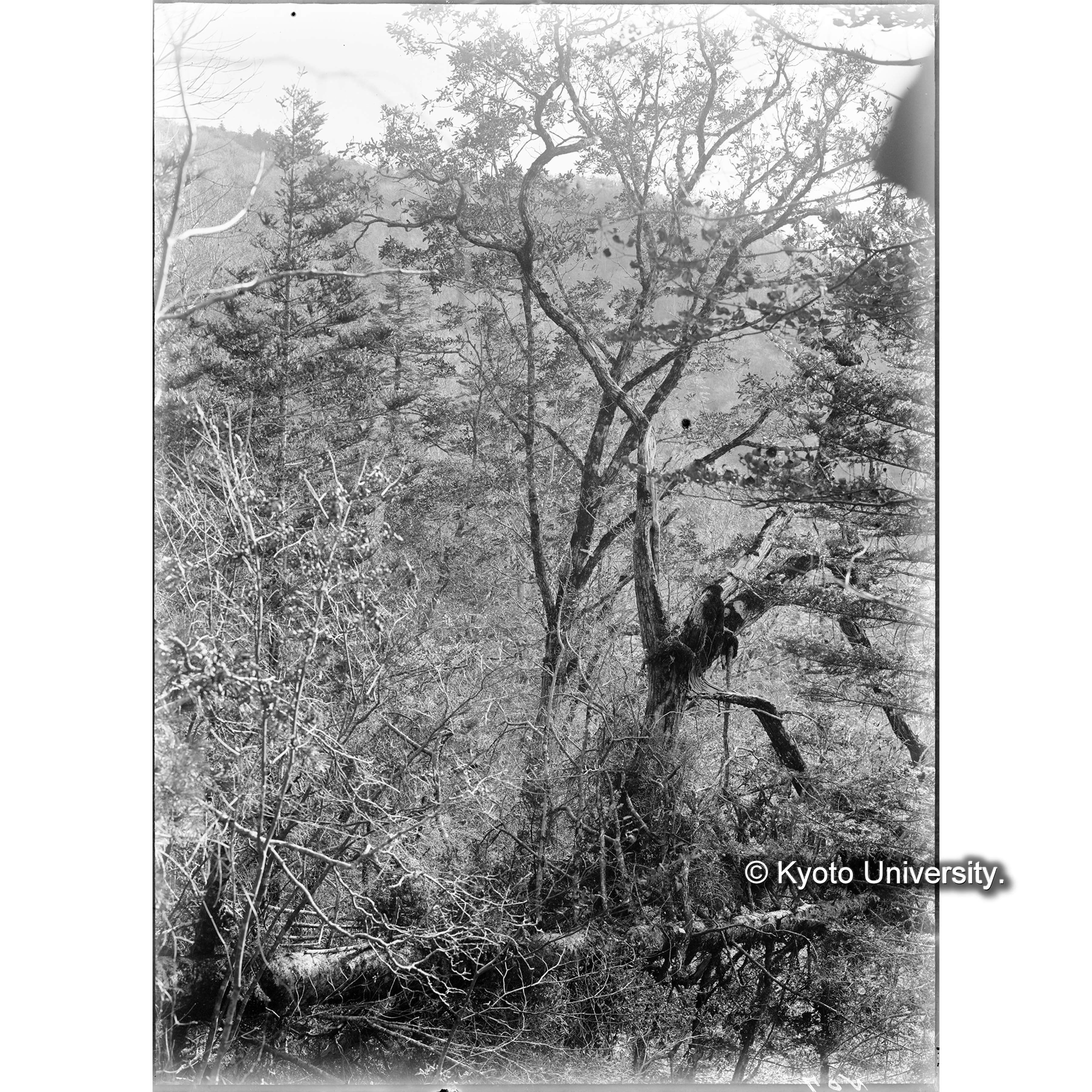 Ⅲ事業区8林班針濶混淆林の林相（海抜1320m） (1)