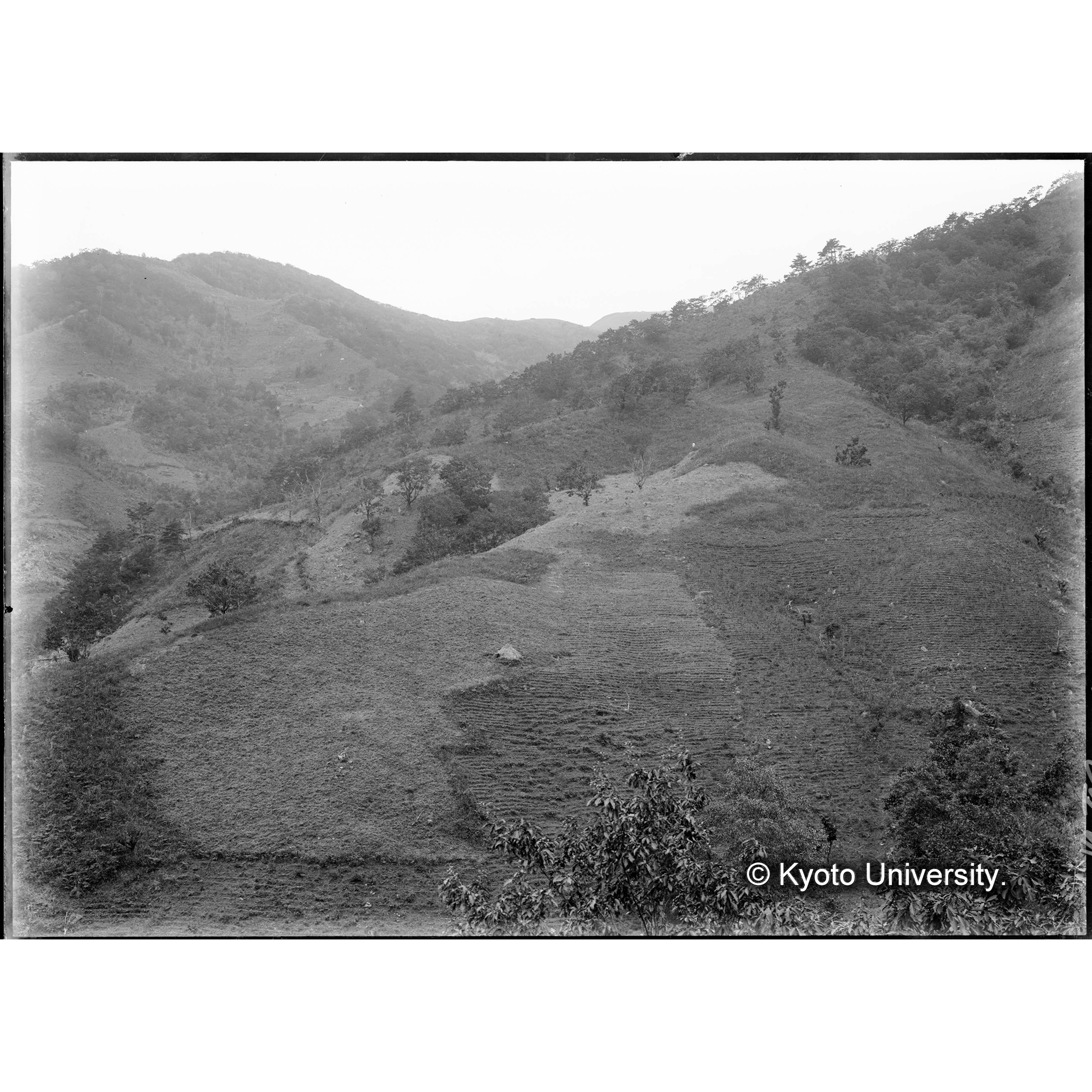 火田(事業区Ⅲ林班17の内) (1)