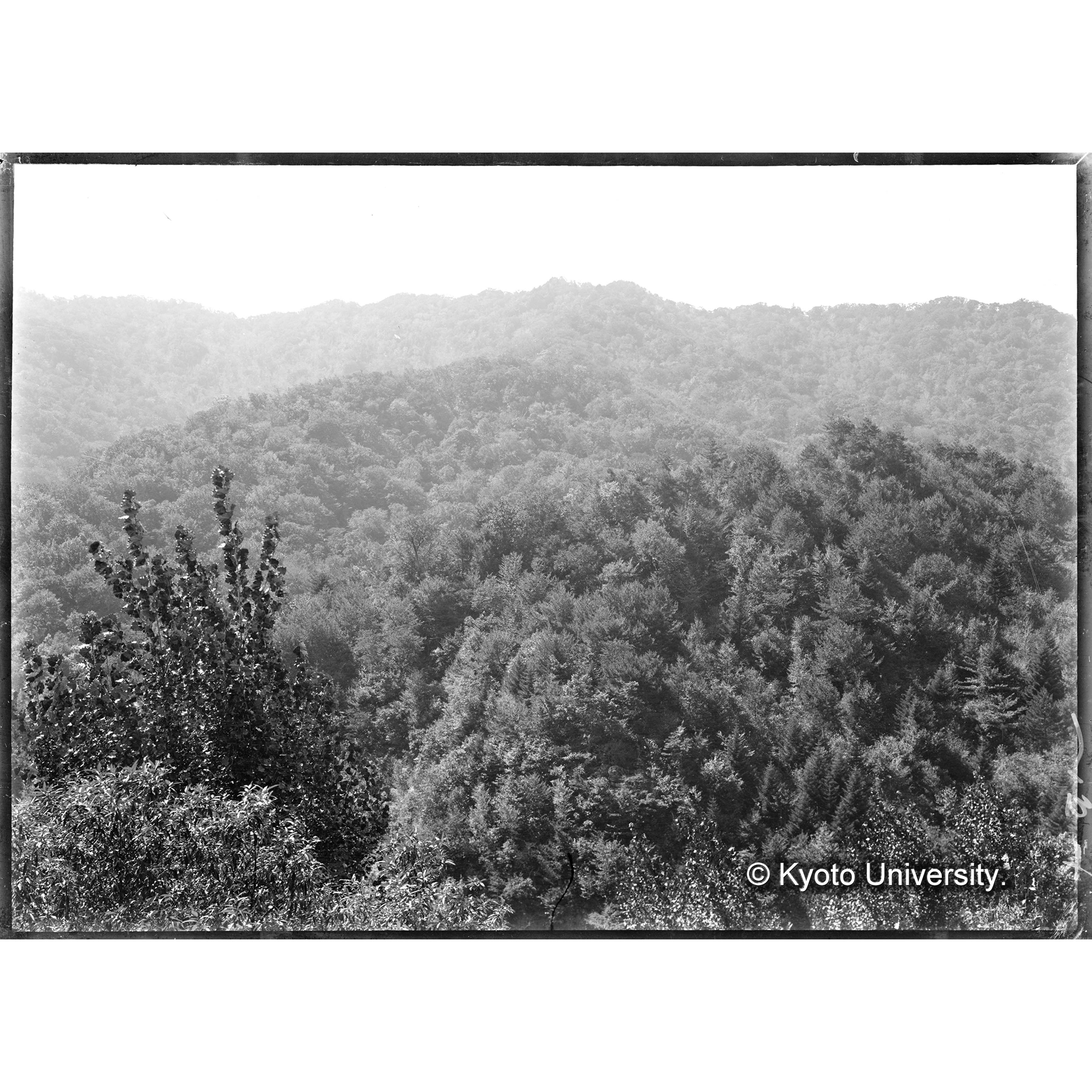 霊源寺より事業区Ⅱ林班26の禁伐林を望む(の右半分) (1)