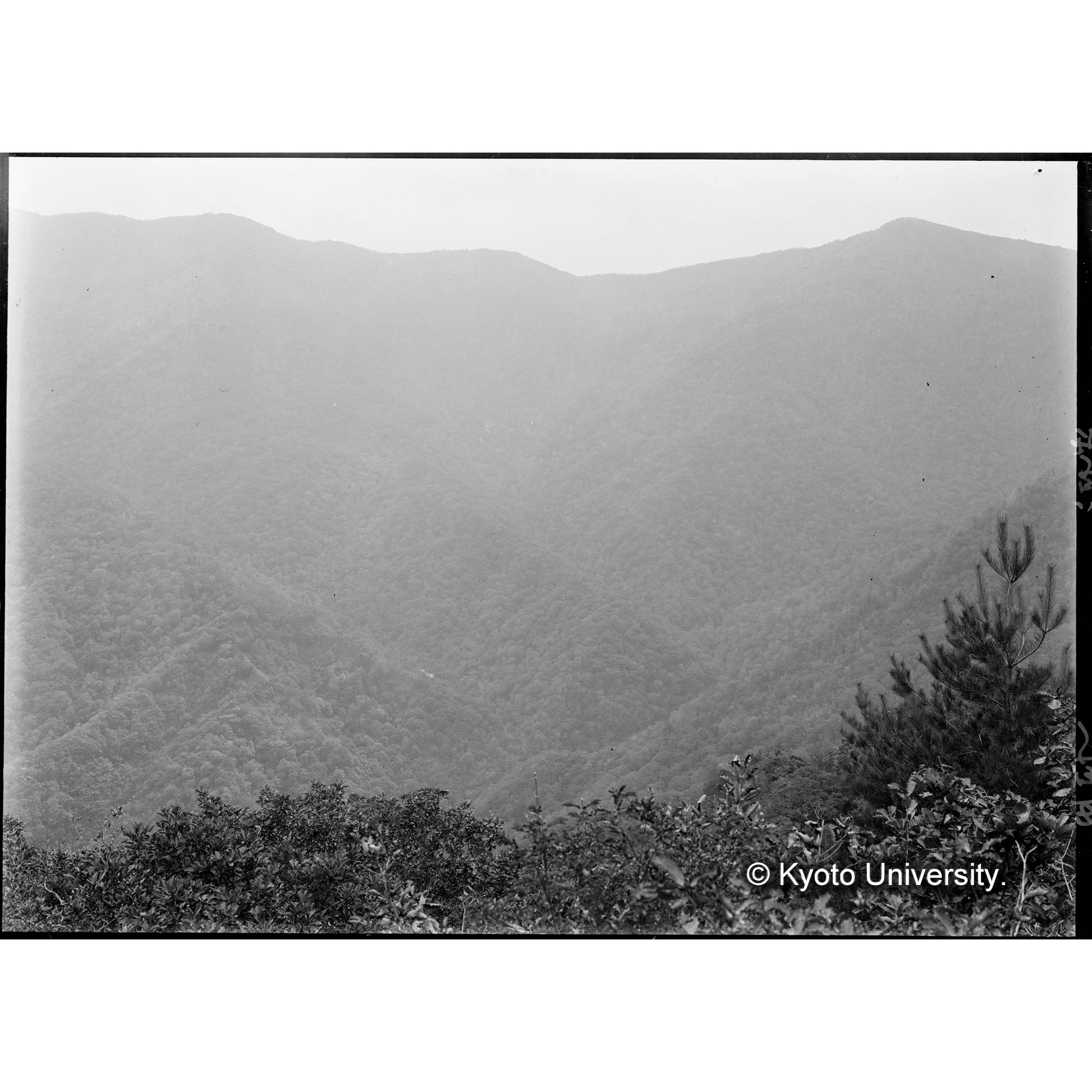 臥雲洞の上流水源地付近の林相(Ⅲ,7,8をⅢ,10より望む)(右半分) (1)