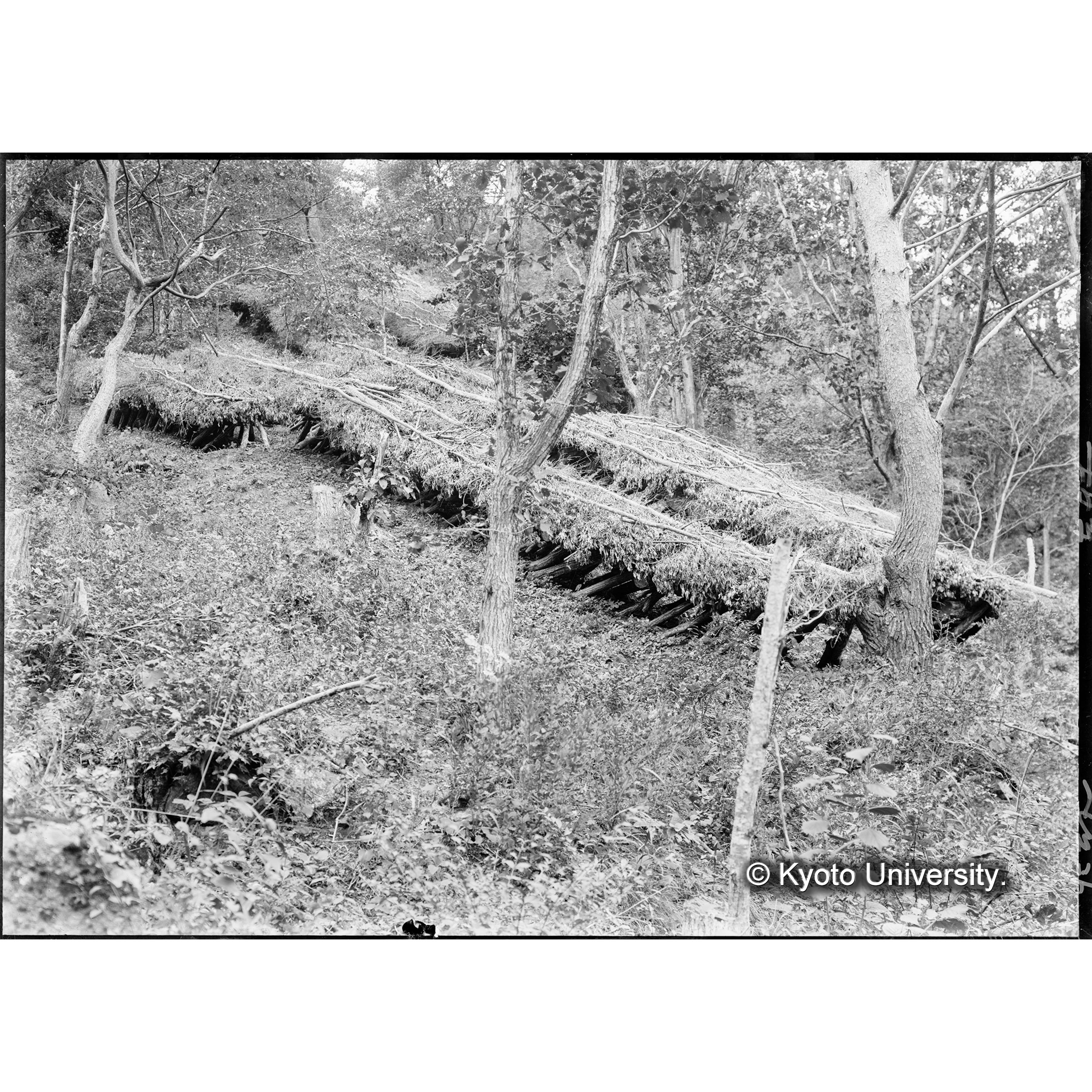 椎茸榾木寝込(事業区Ⅲ林班10) (1)