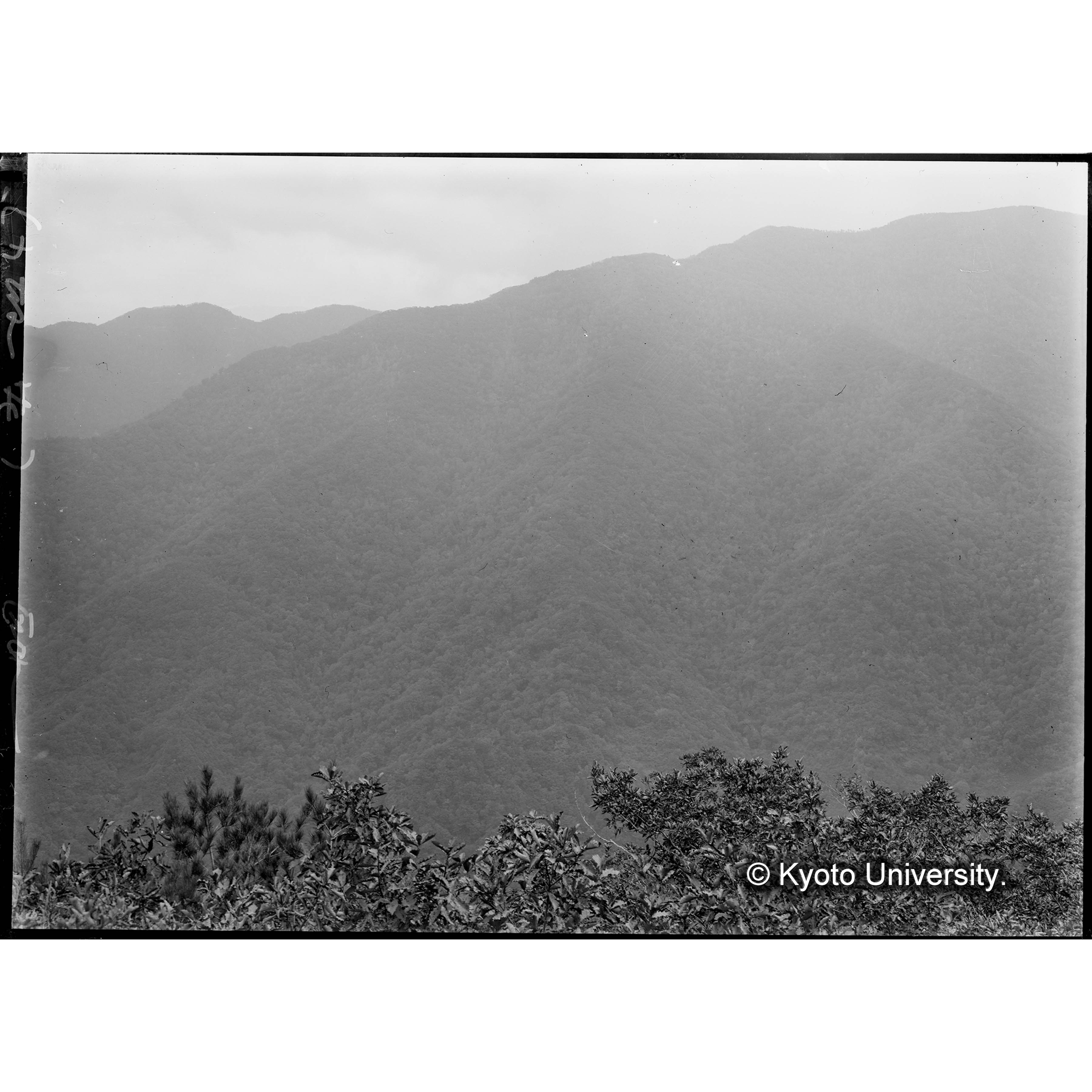 臥雲洞の上流水源地付近の林相(Ⅲ,7,8をⅢ,10より望む)(左半分 (1)