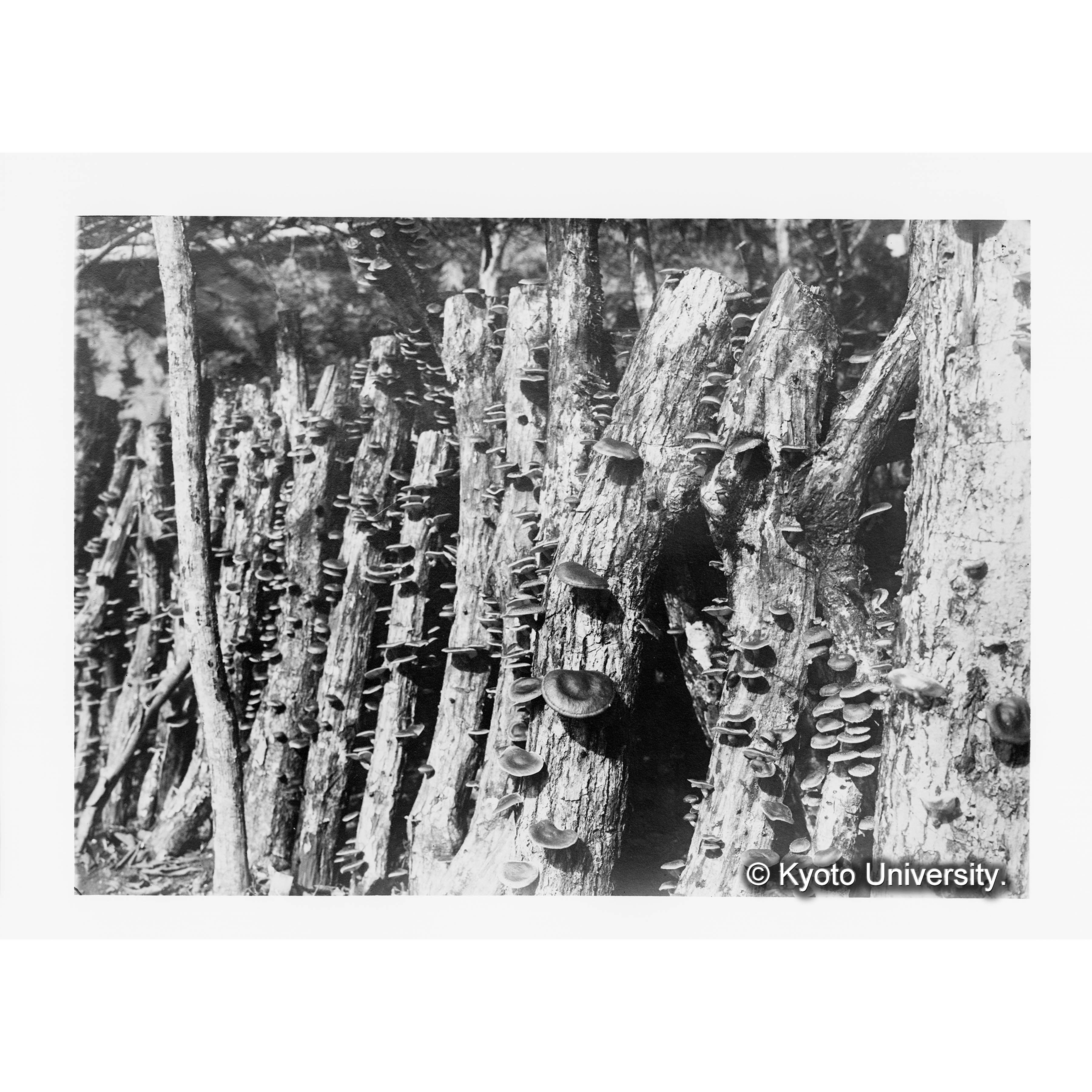 〔Ⅲ事業区10林班にて栽培せし椎茸の榾木より発生せるもの〕 (1)