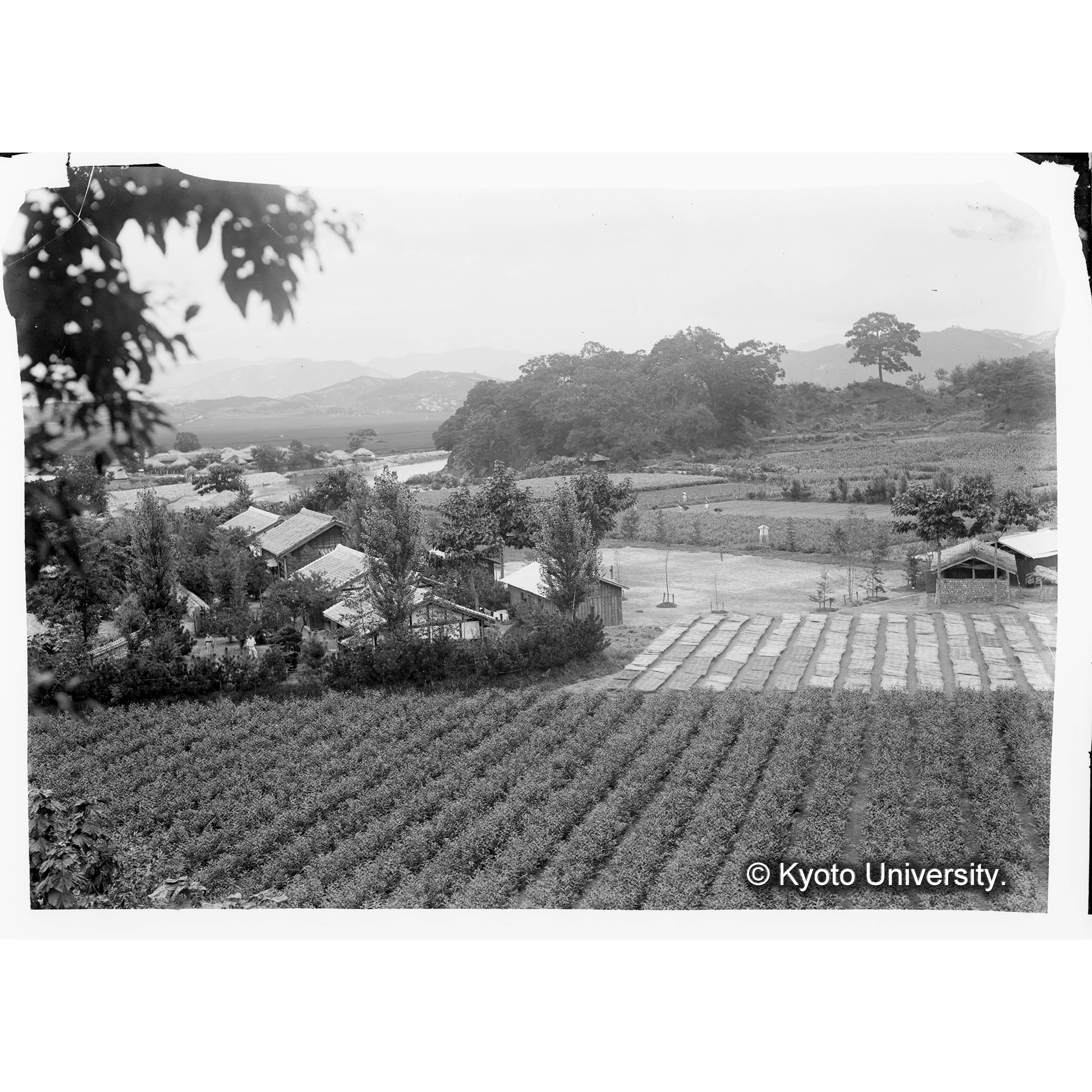 朝鮮演習林咸陽苗圃及宿舎 昭和二年春季撮影 (1)