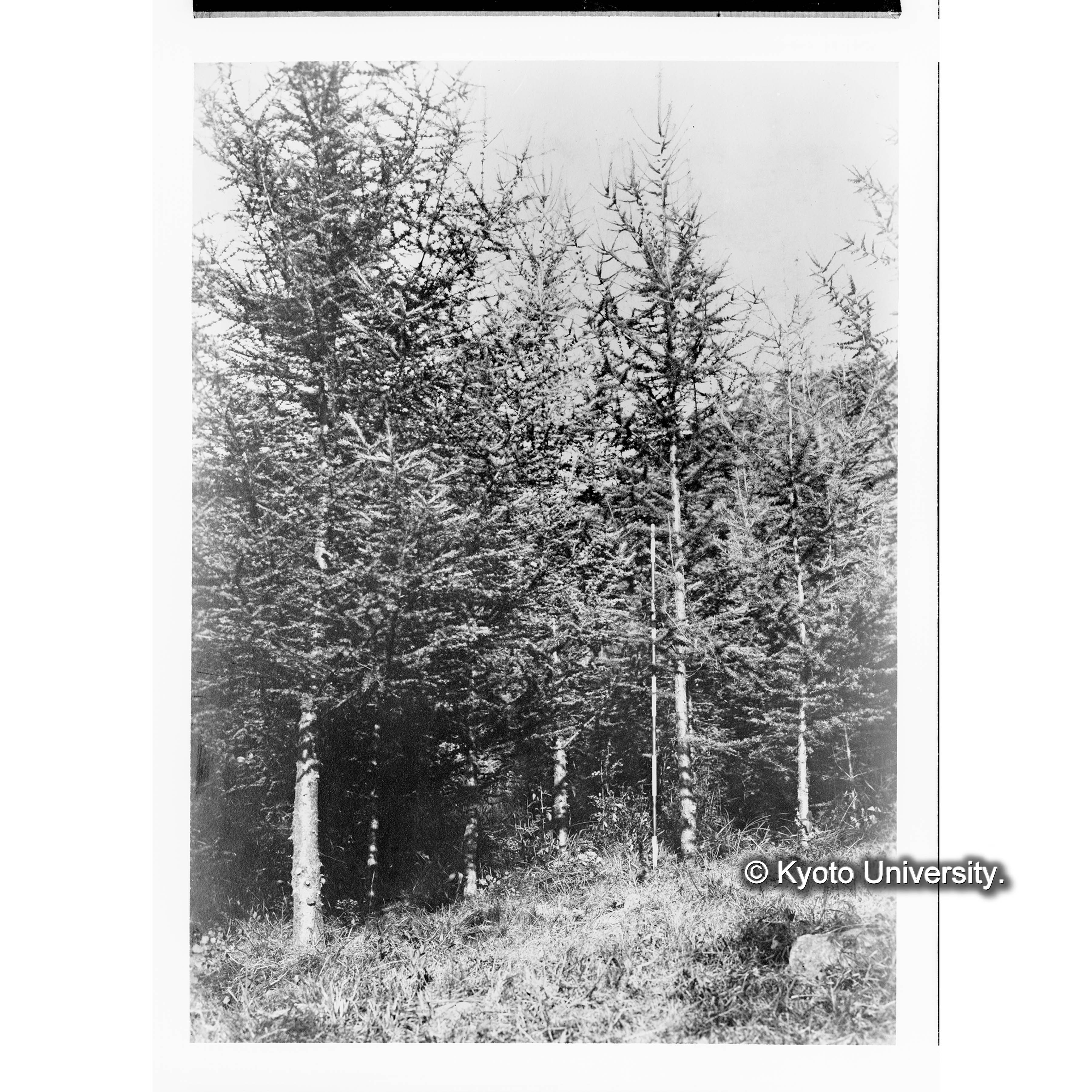 2　慶尚南道咸陽郡休川面月坪里　落葉松植栽地(大正十年度)の一部　昭和三年八月二十一日寫 (1)