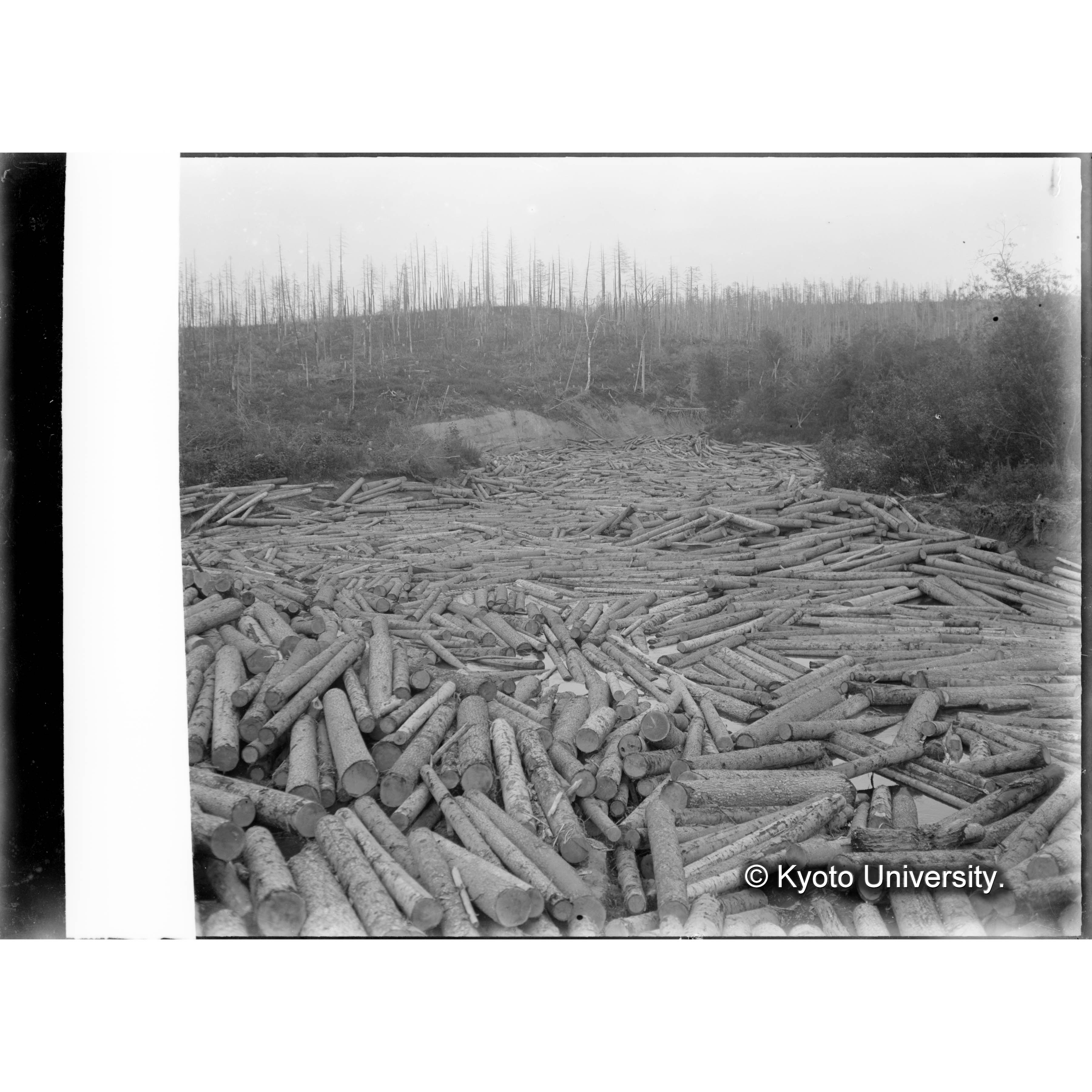 古丹岸橋より下流に貯まる管流材を望む (1)