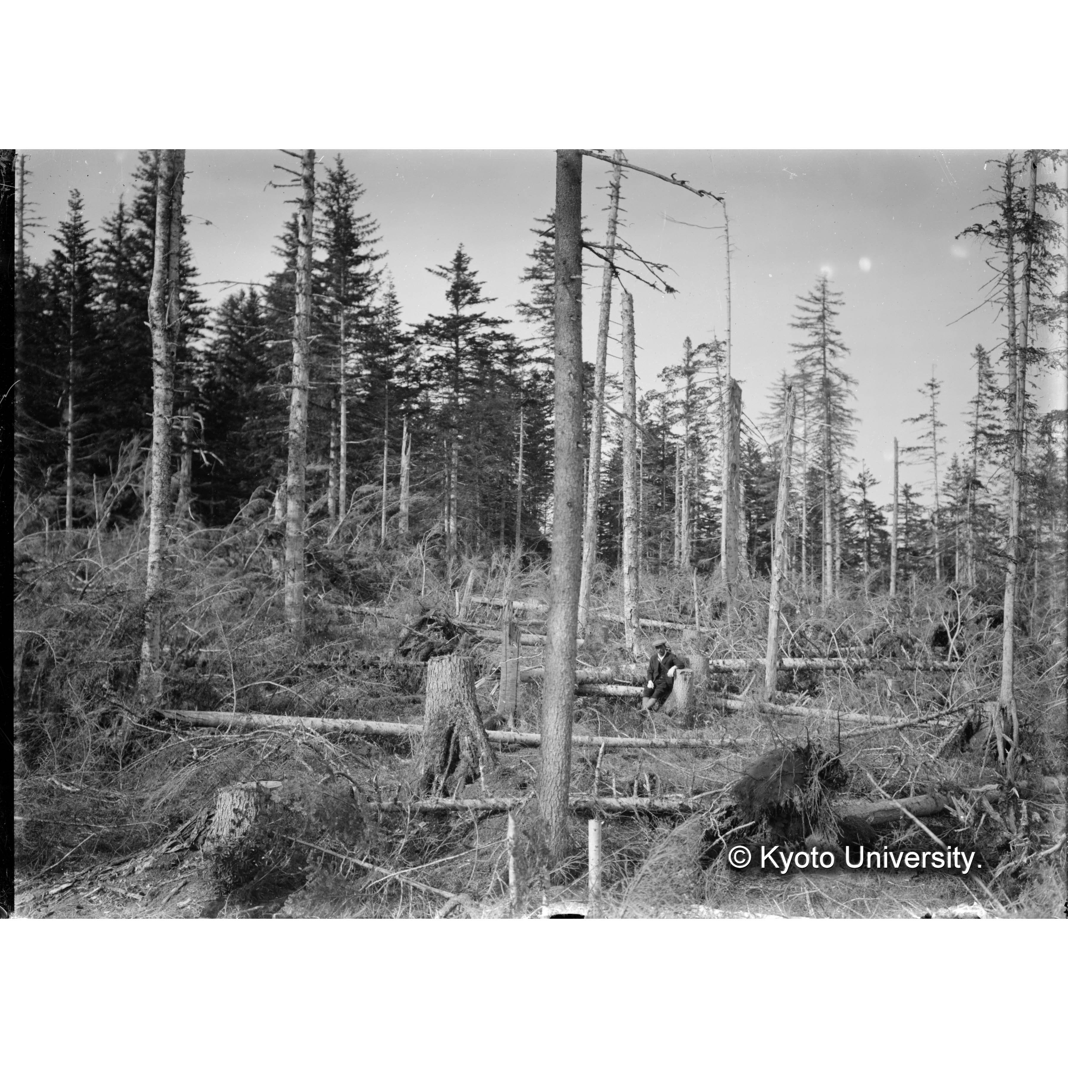 暴風によるトドマツの倒壊 (1)