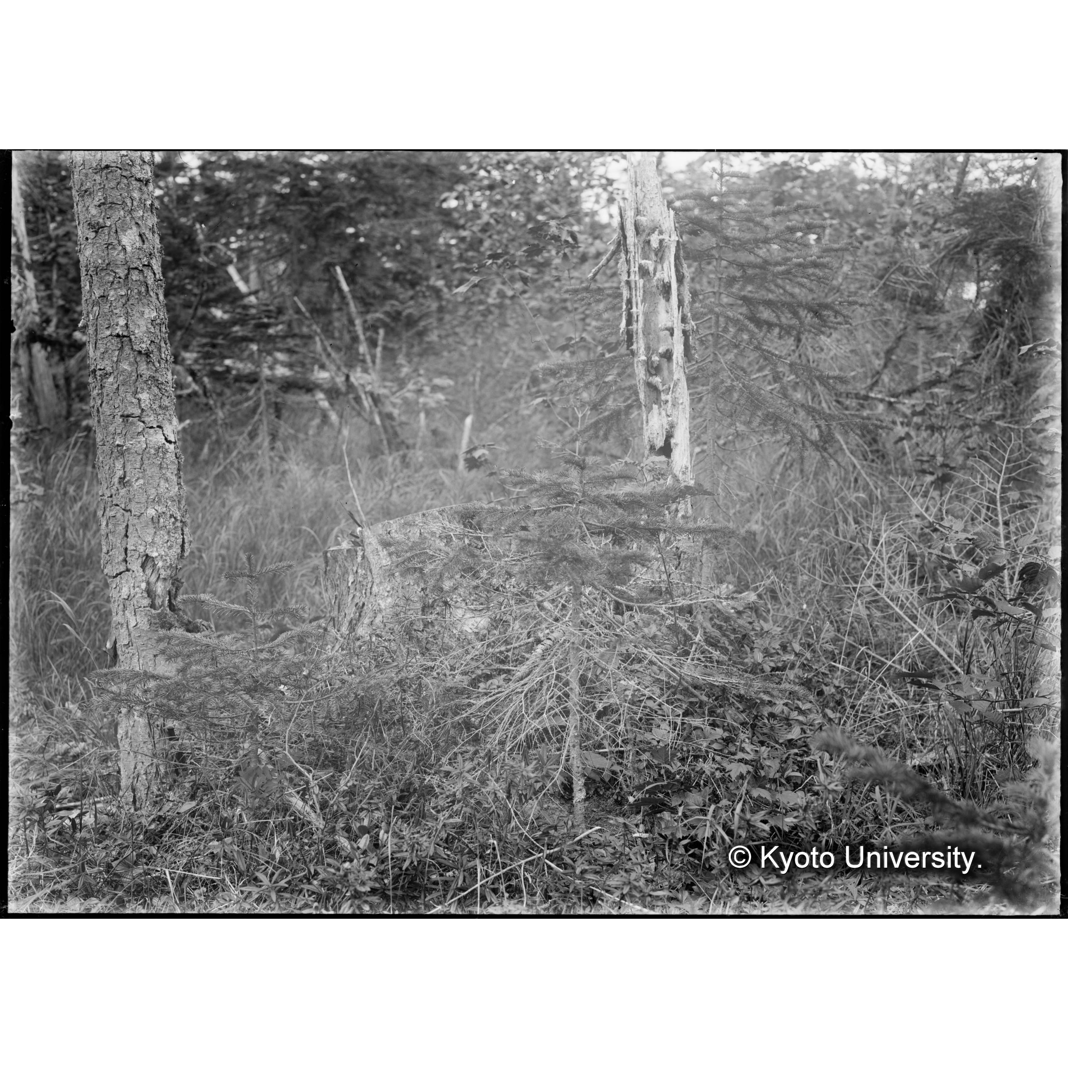 （ガラス乾板樺太1-07） (1)