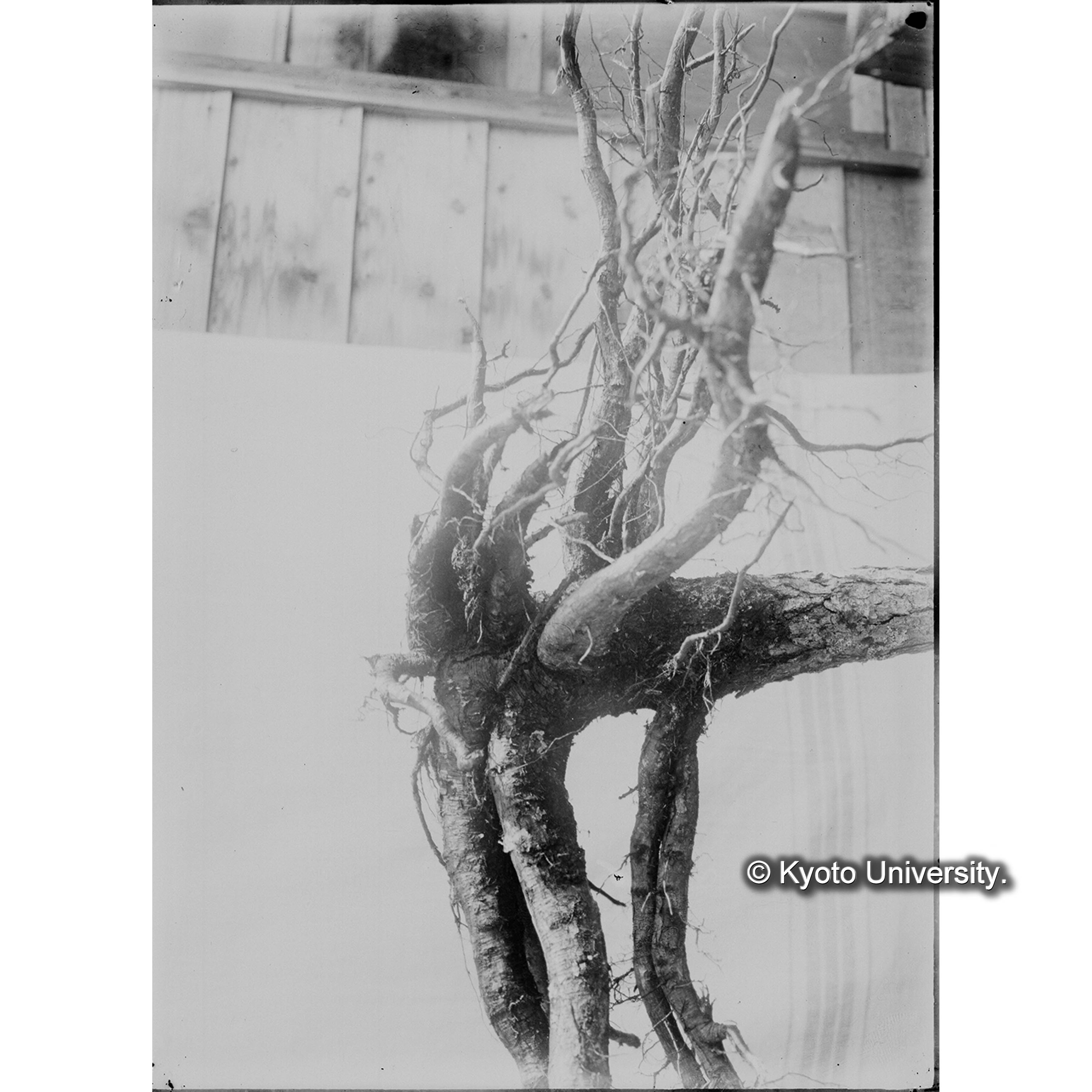 （ガラス乾板樺太1-09） (1)