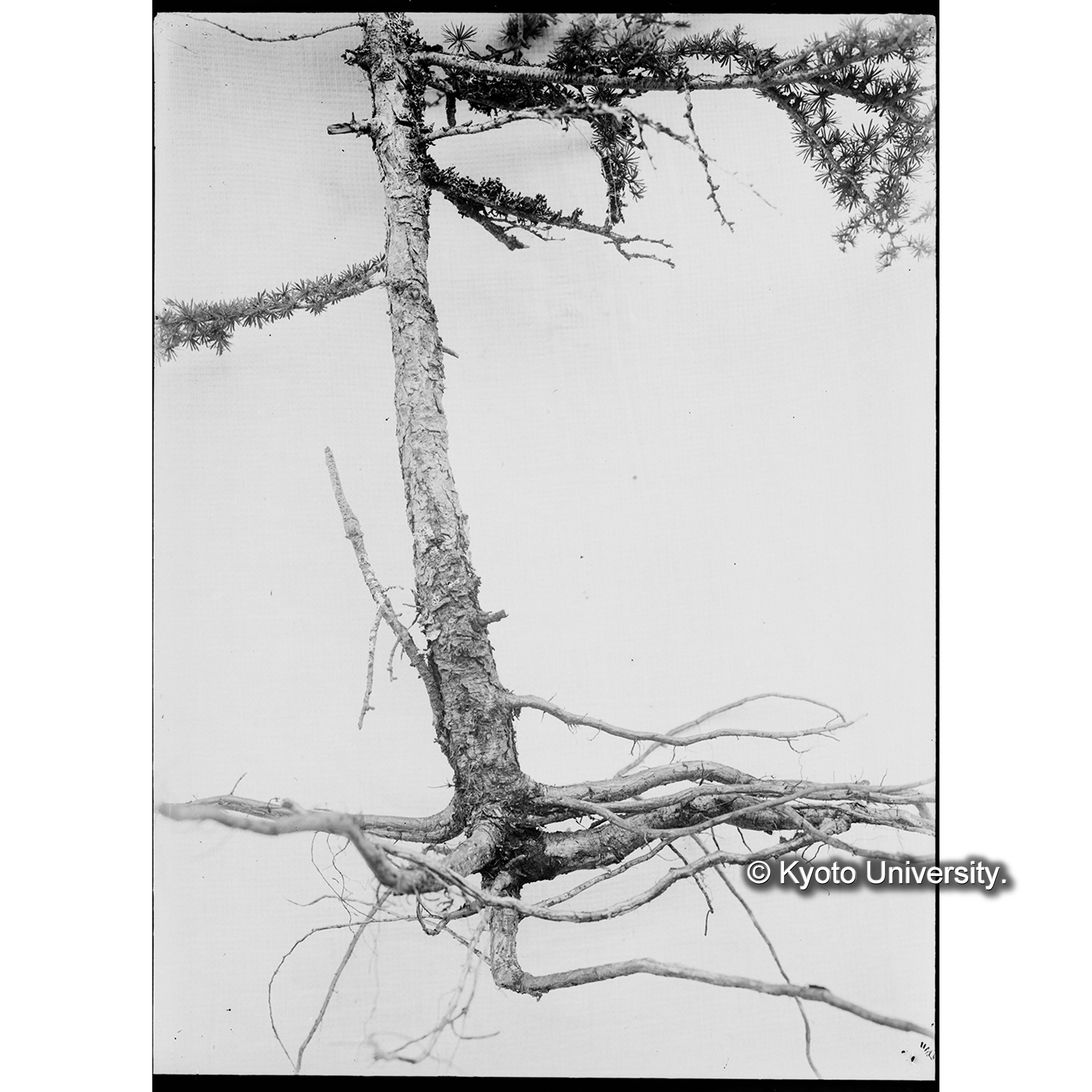 〔ツンドラ地帯に生えるグイマツの根〕 (1)