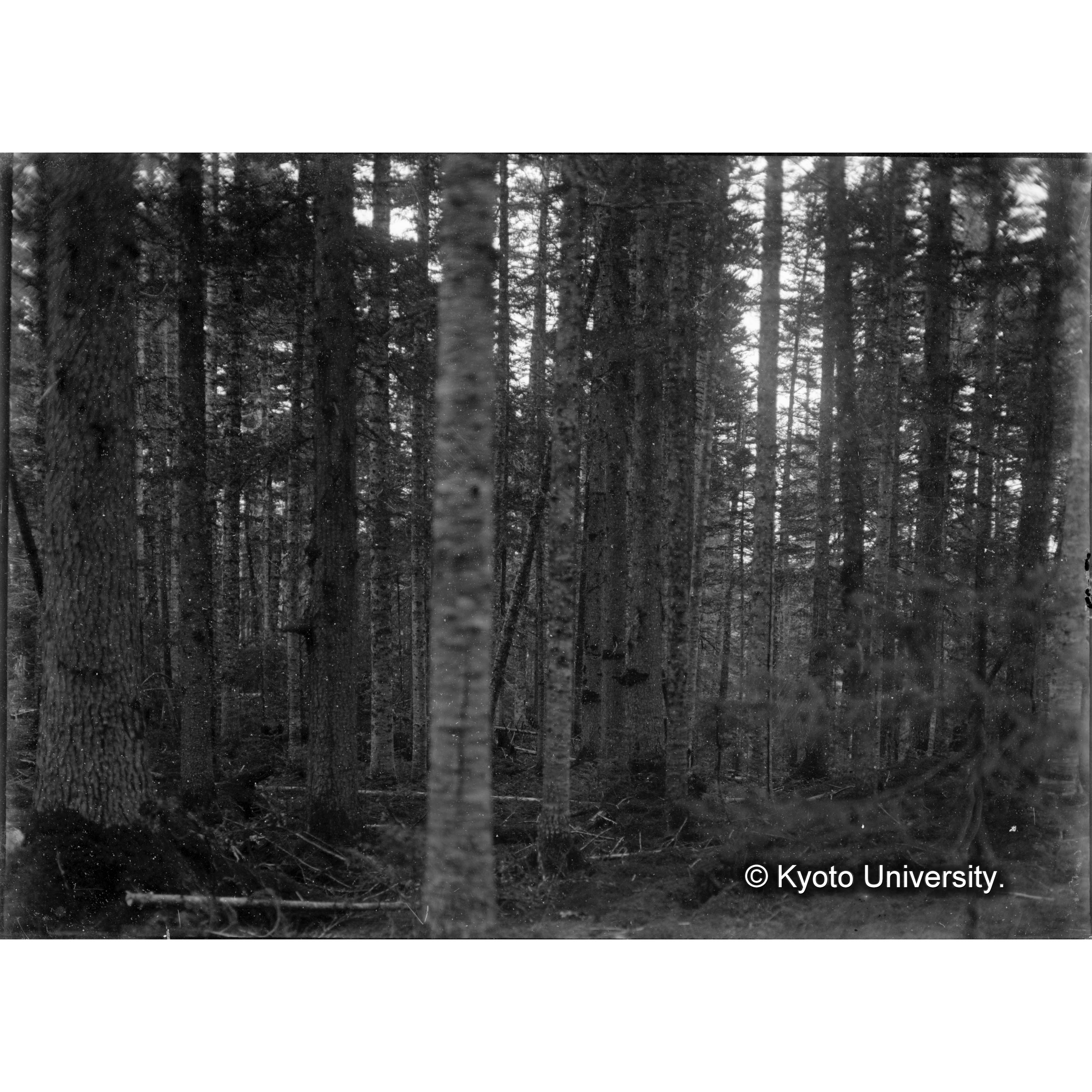 （ガラス乾板樺太2-01） (1)