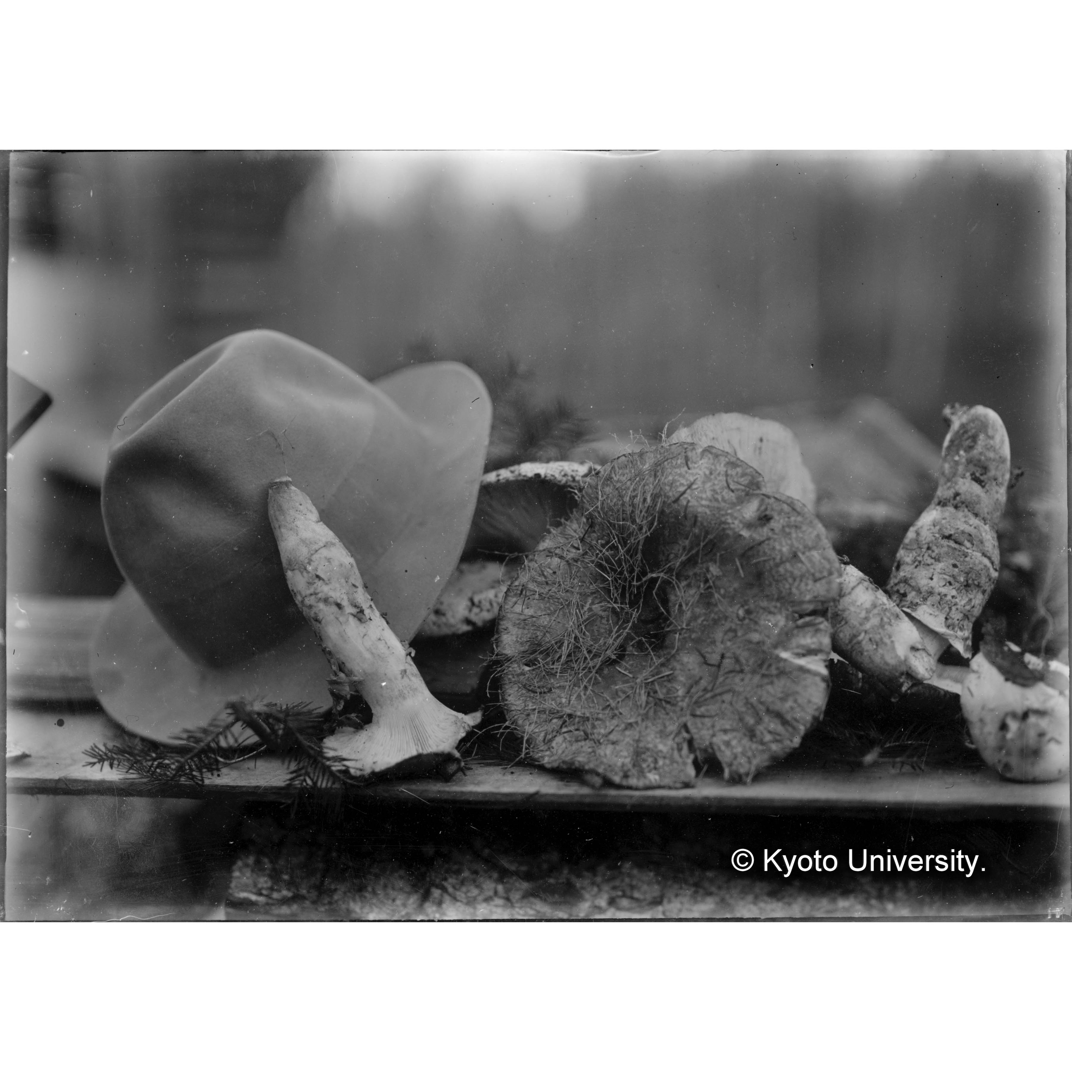 （ガラス乾板樺太2-07） (1)