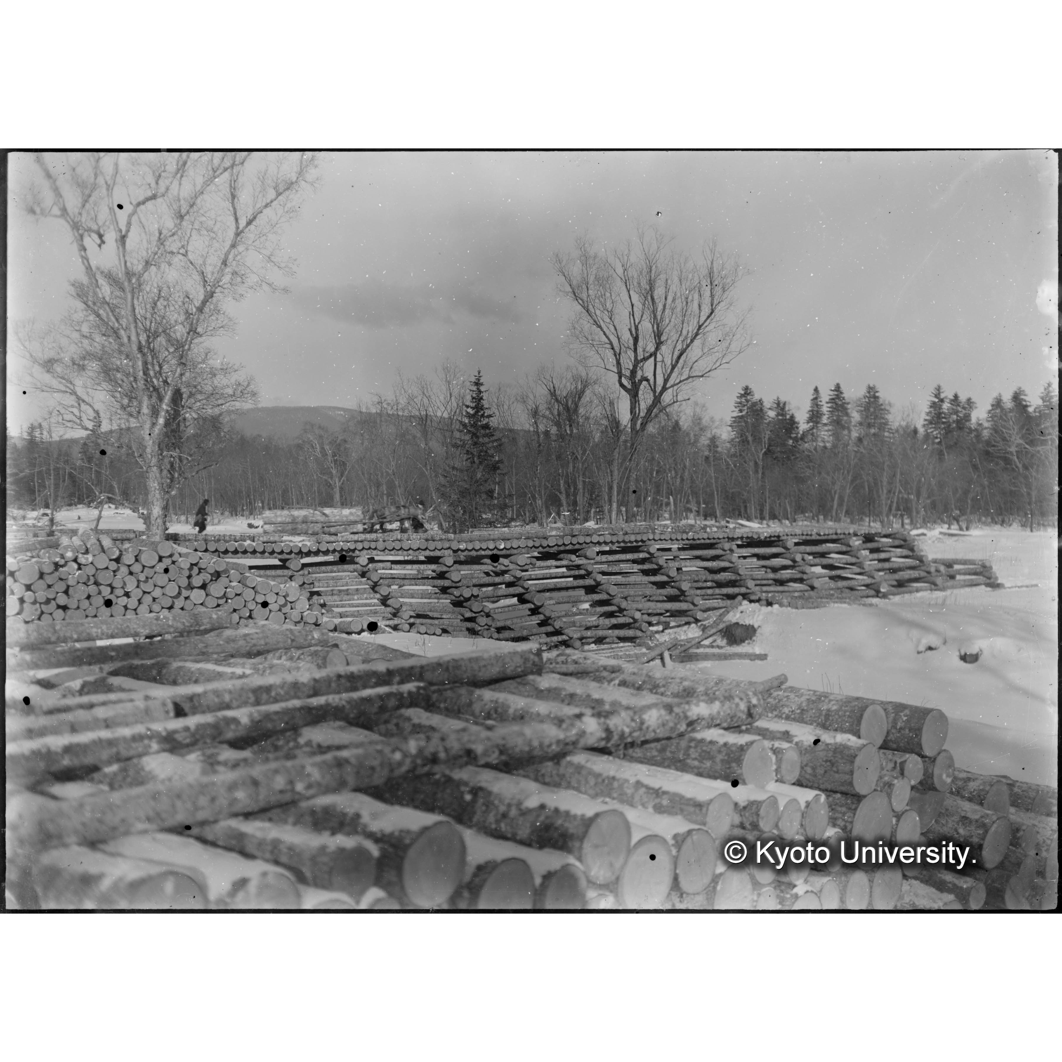 古丹岸川氷雪上に丸太運搬の光景（馬橇） (1)