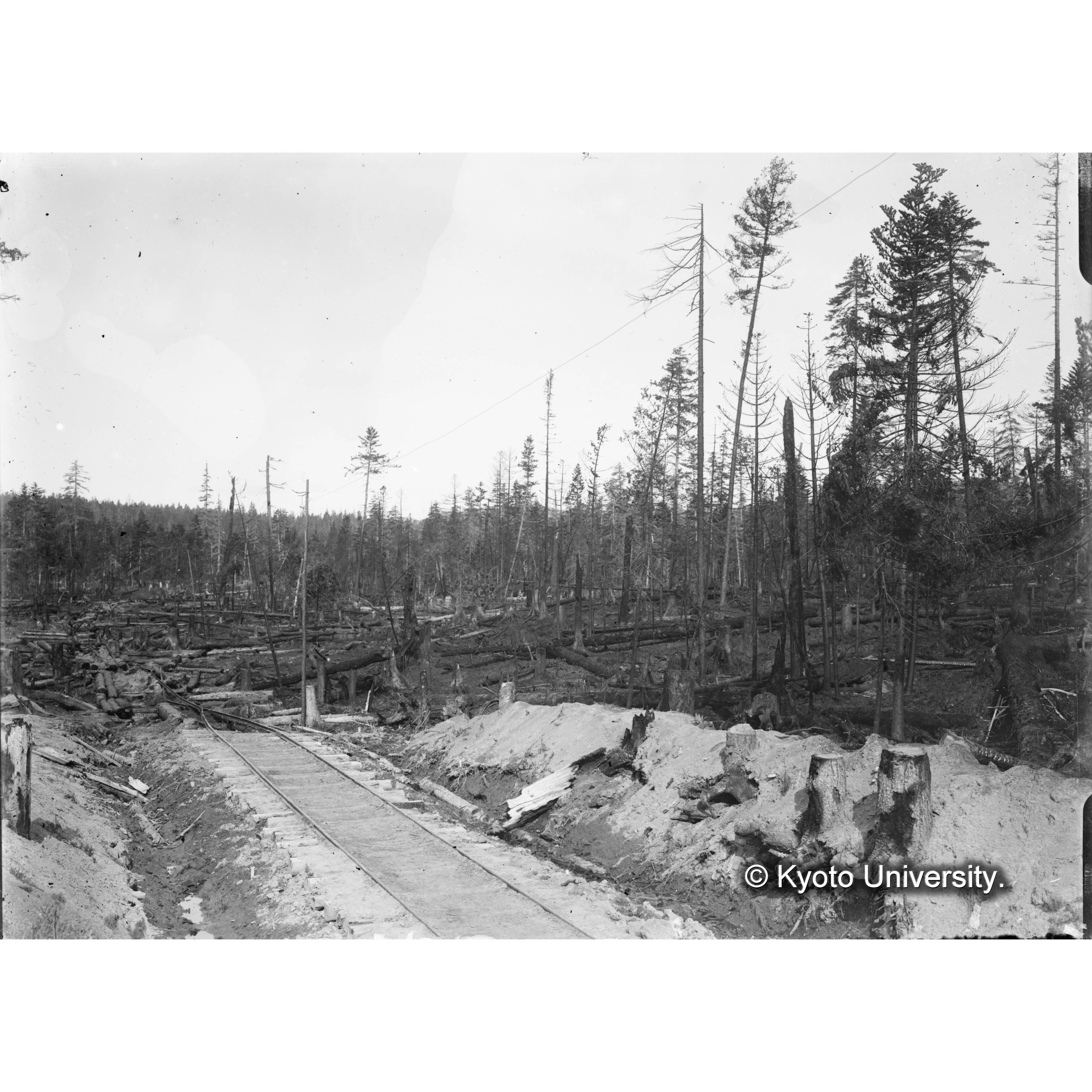 樺太演習林井戸沢の山火跡地 (1)